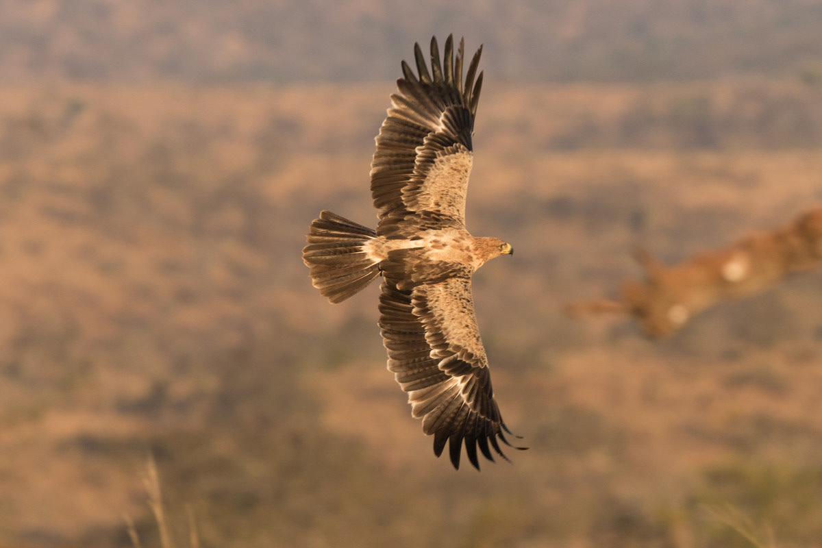 Tawney Eagle in flight