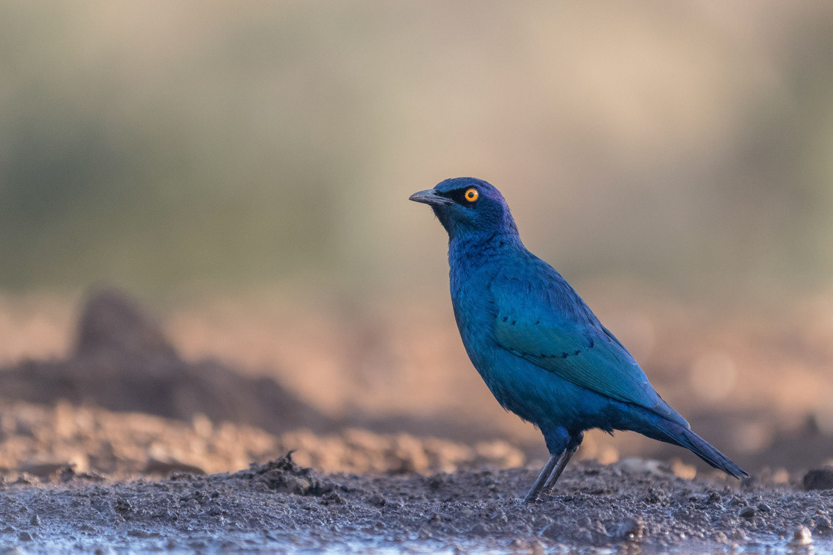 Cape Glossey Starling