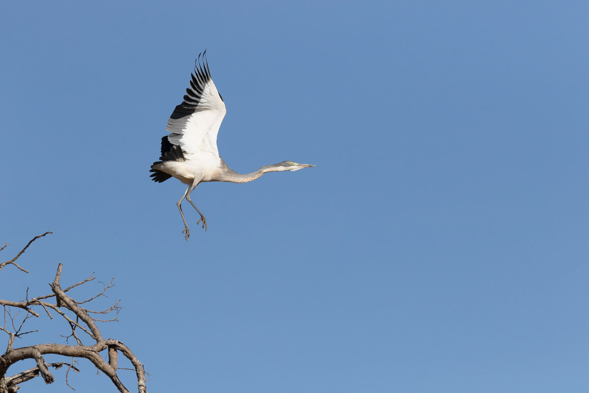 Heron in flight