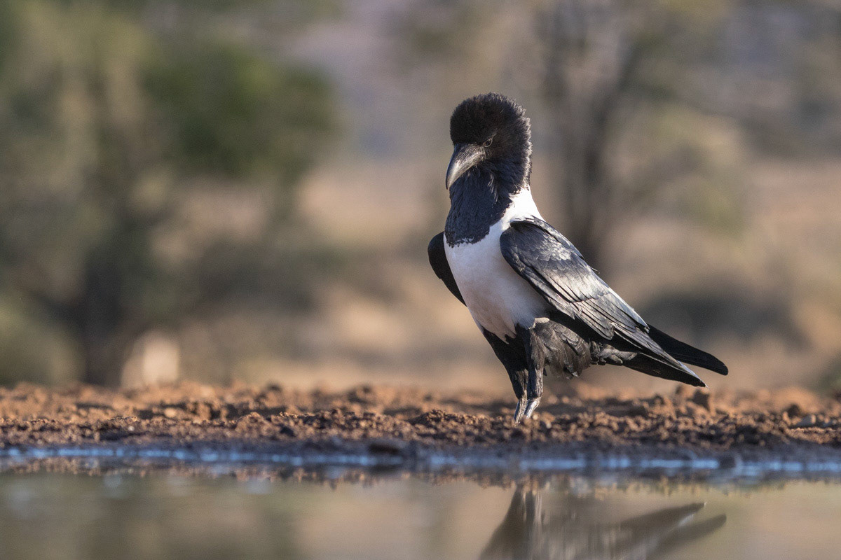 Pied Crow