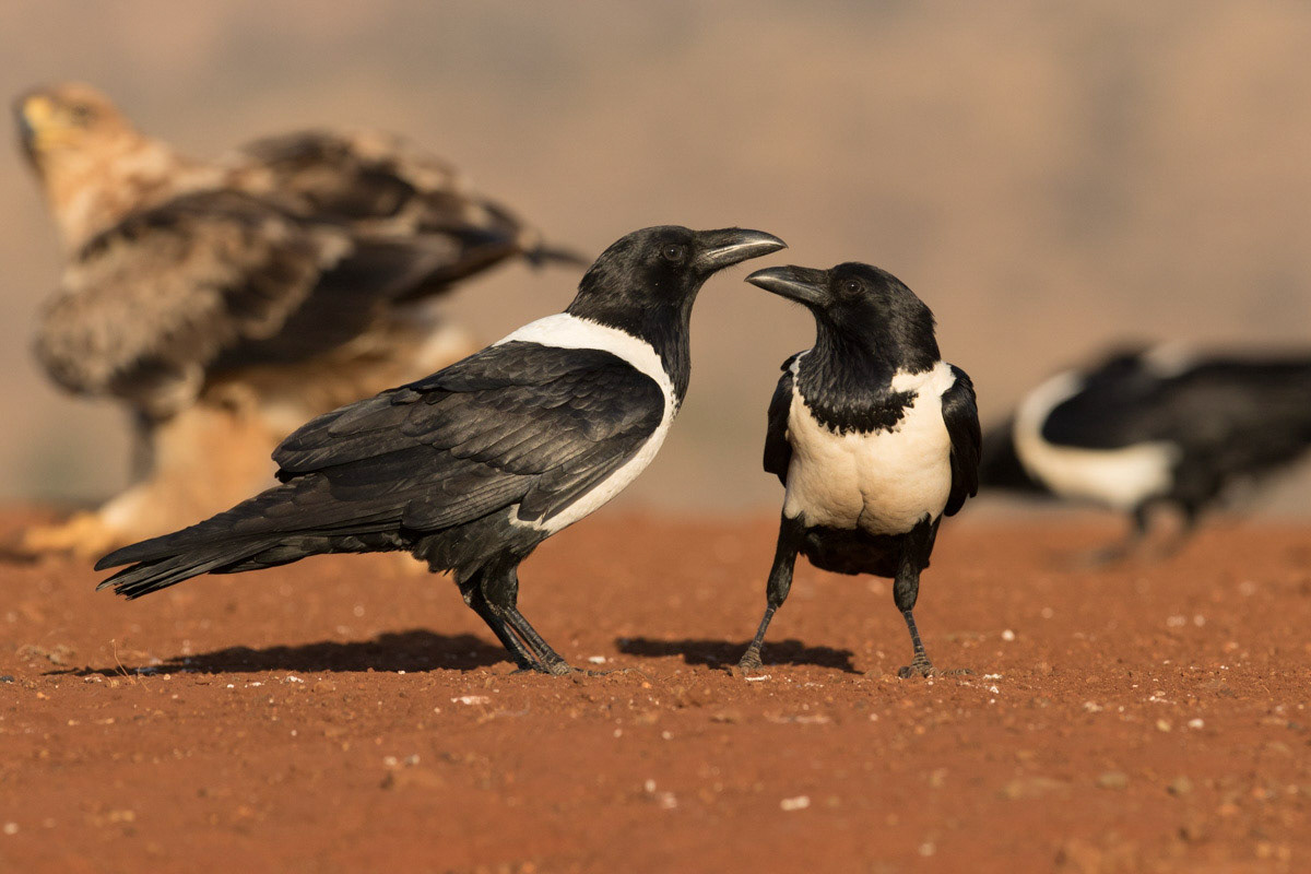 Pied Crows