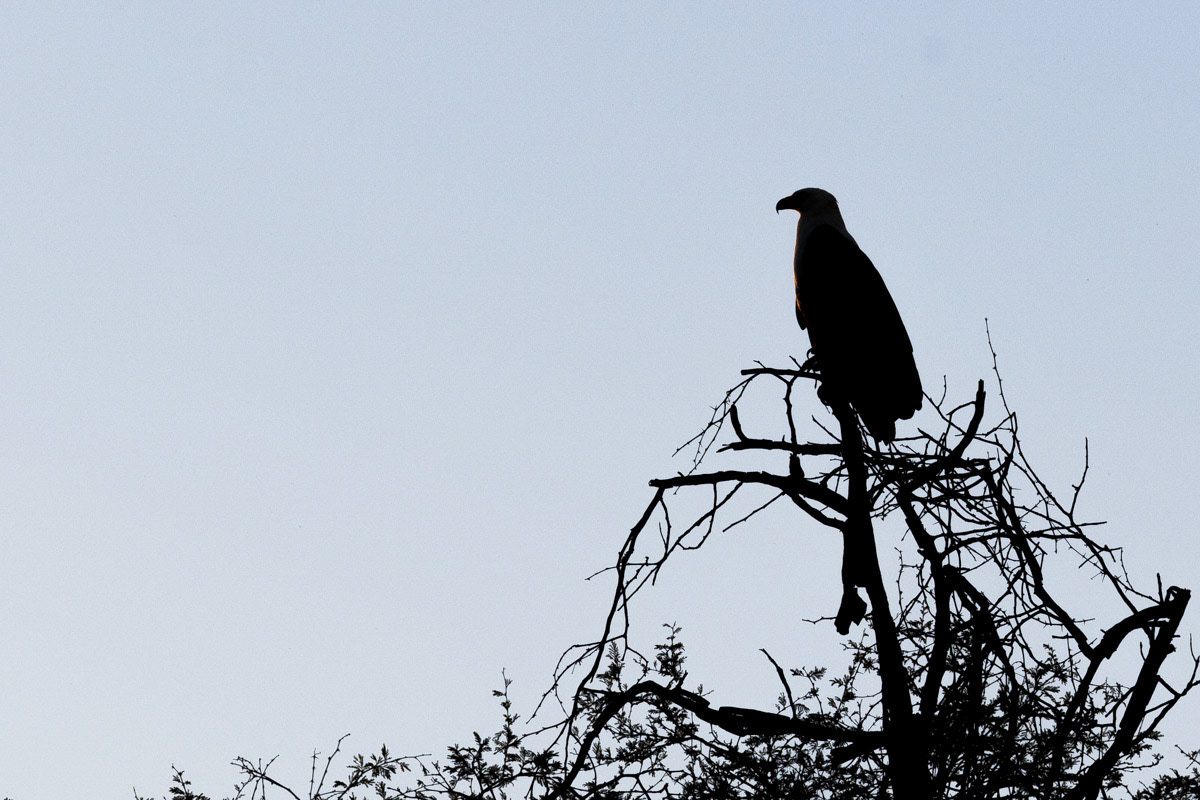 Tawney Eagle sillouette