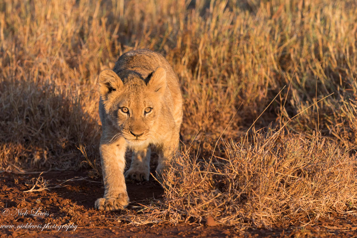 lion cub explores in the afternoon sun