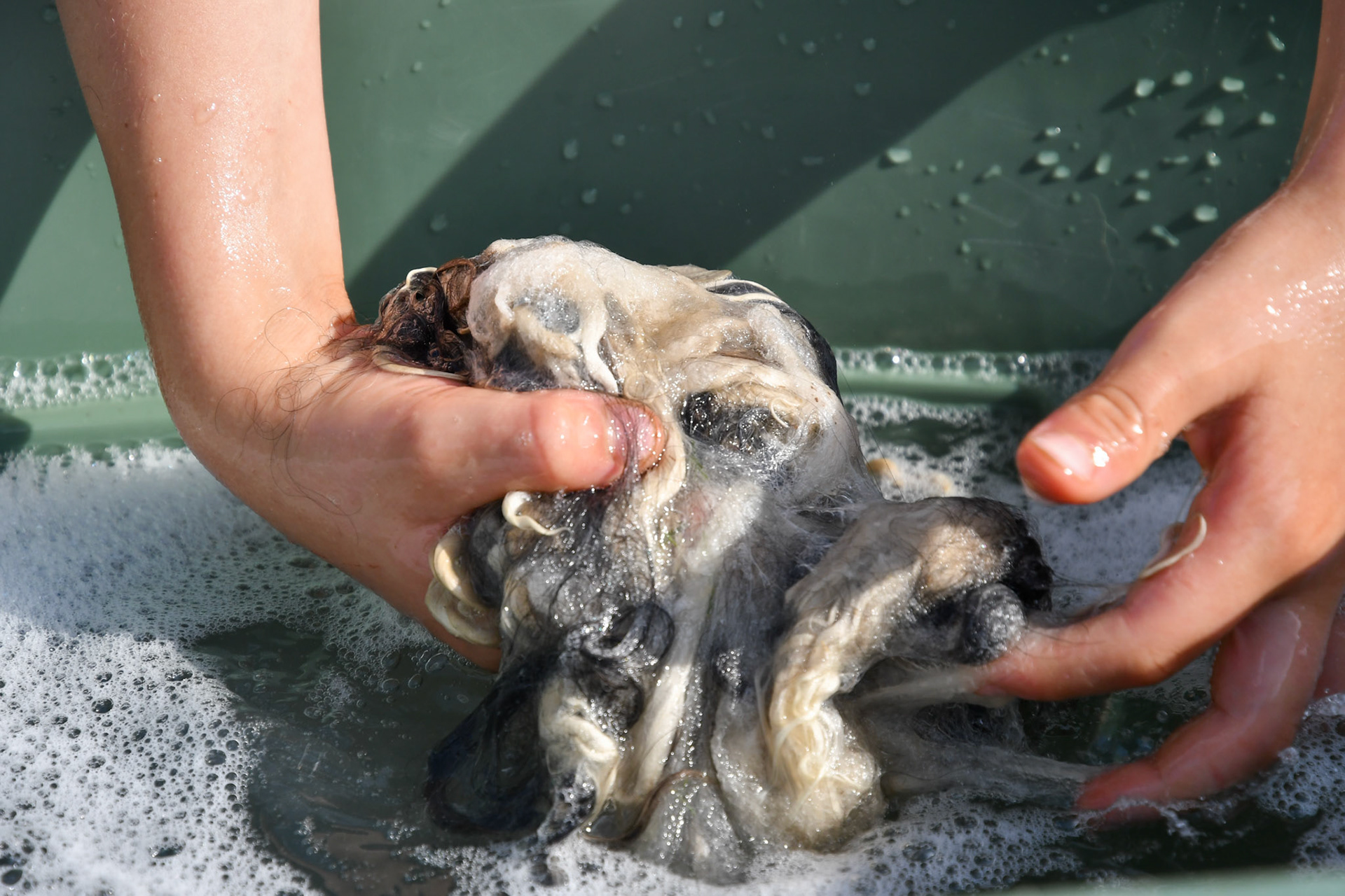 Washing the wool 4