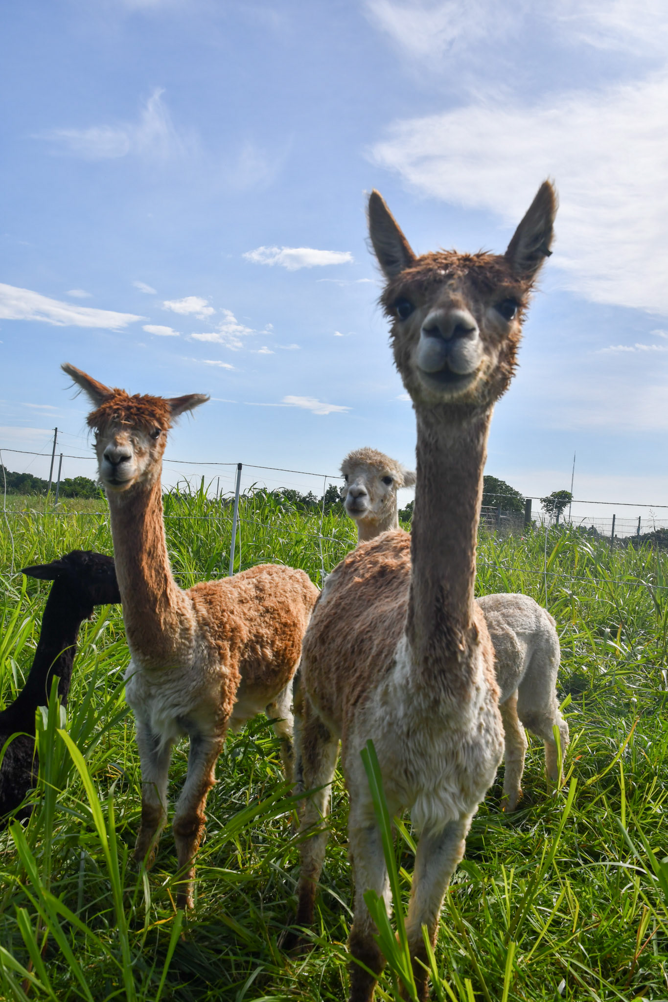 Alpaca gang
