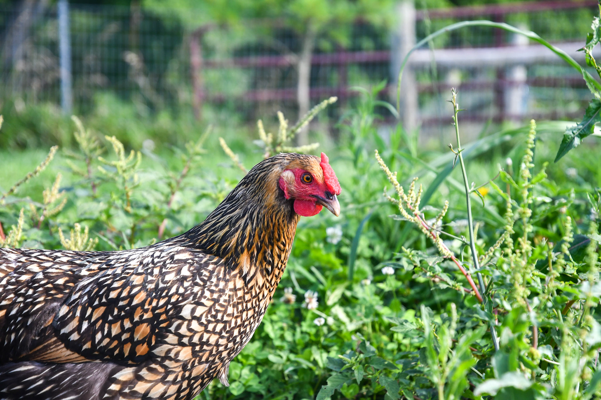 Beautifully beaked