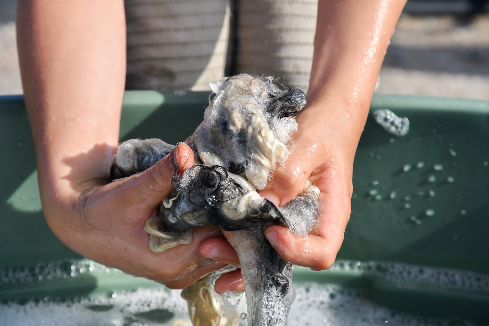 Washing the wool 5