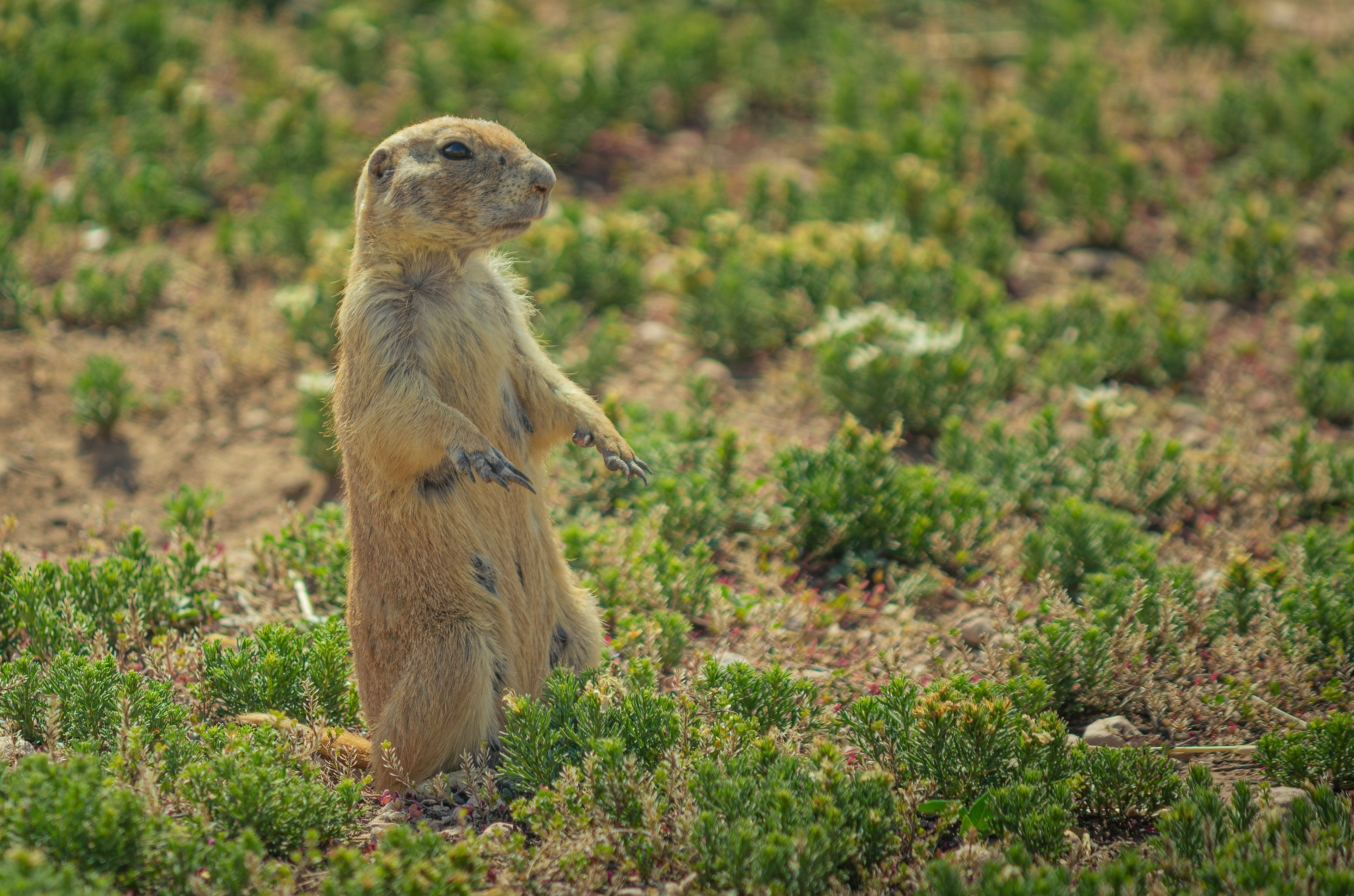 Prairie Dog, Prairie Dog Town