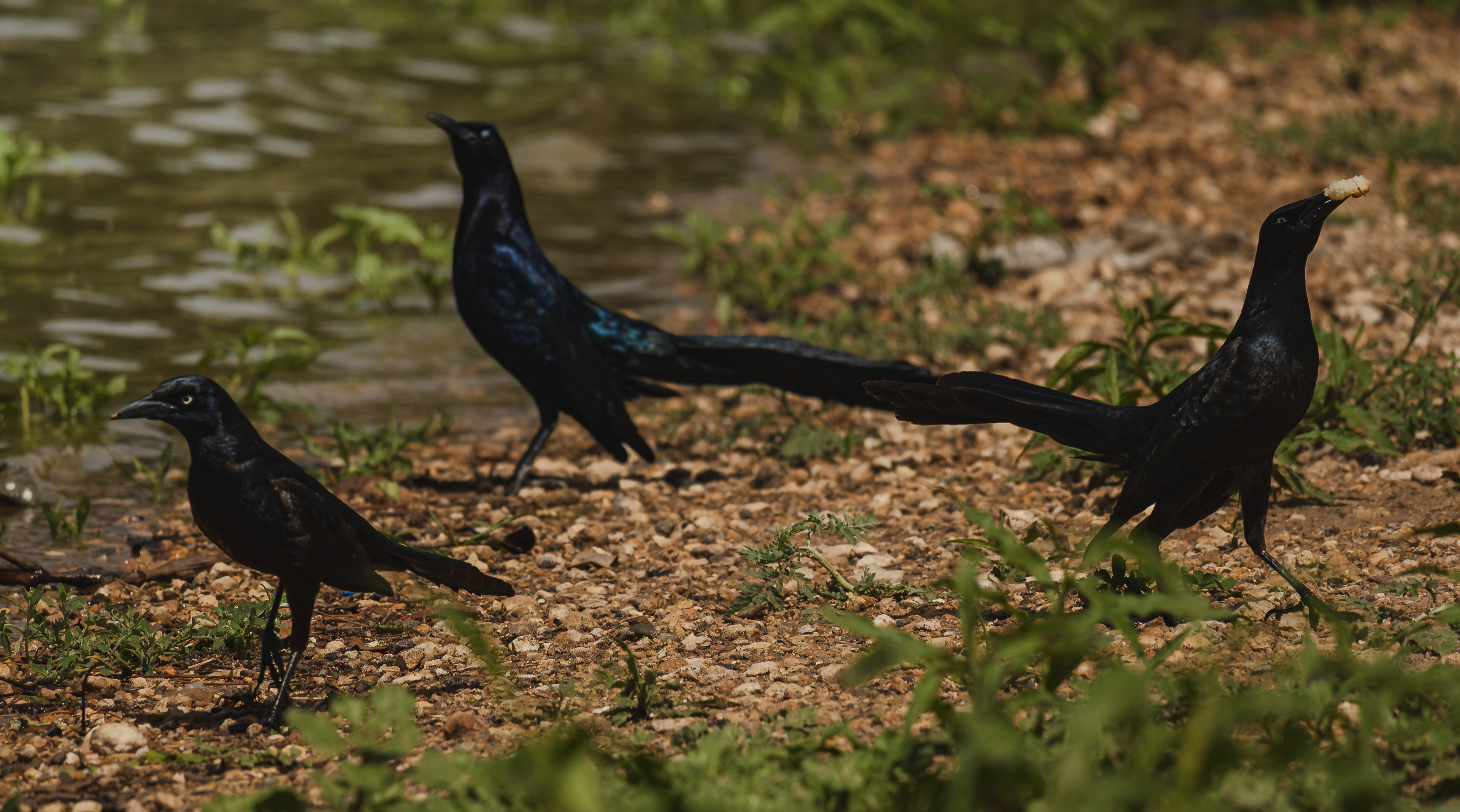 Great-tailed Grackles, 4th St, Lubbock, TX