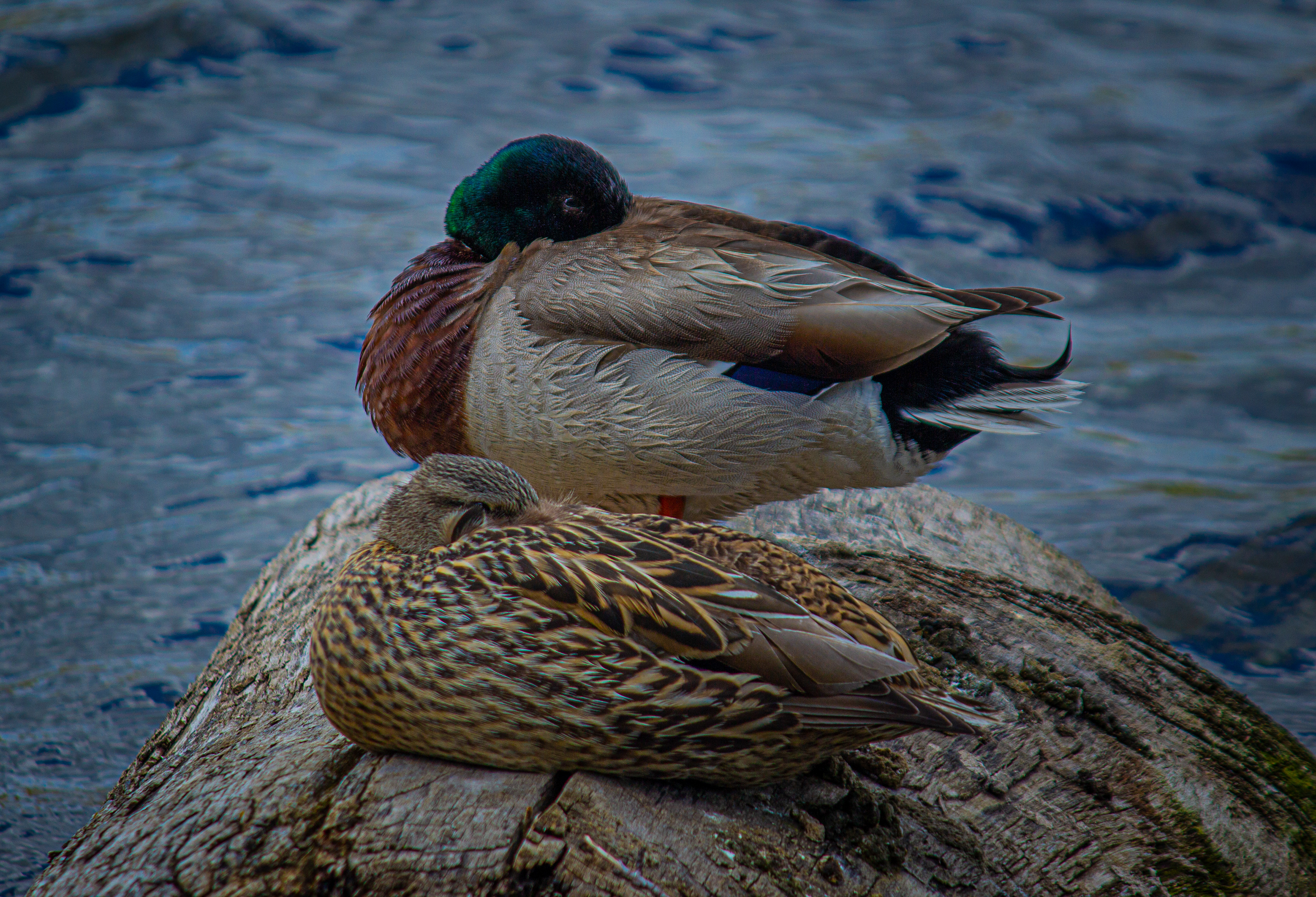Mallard & Hen, Giant Springs State Park