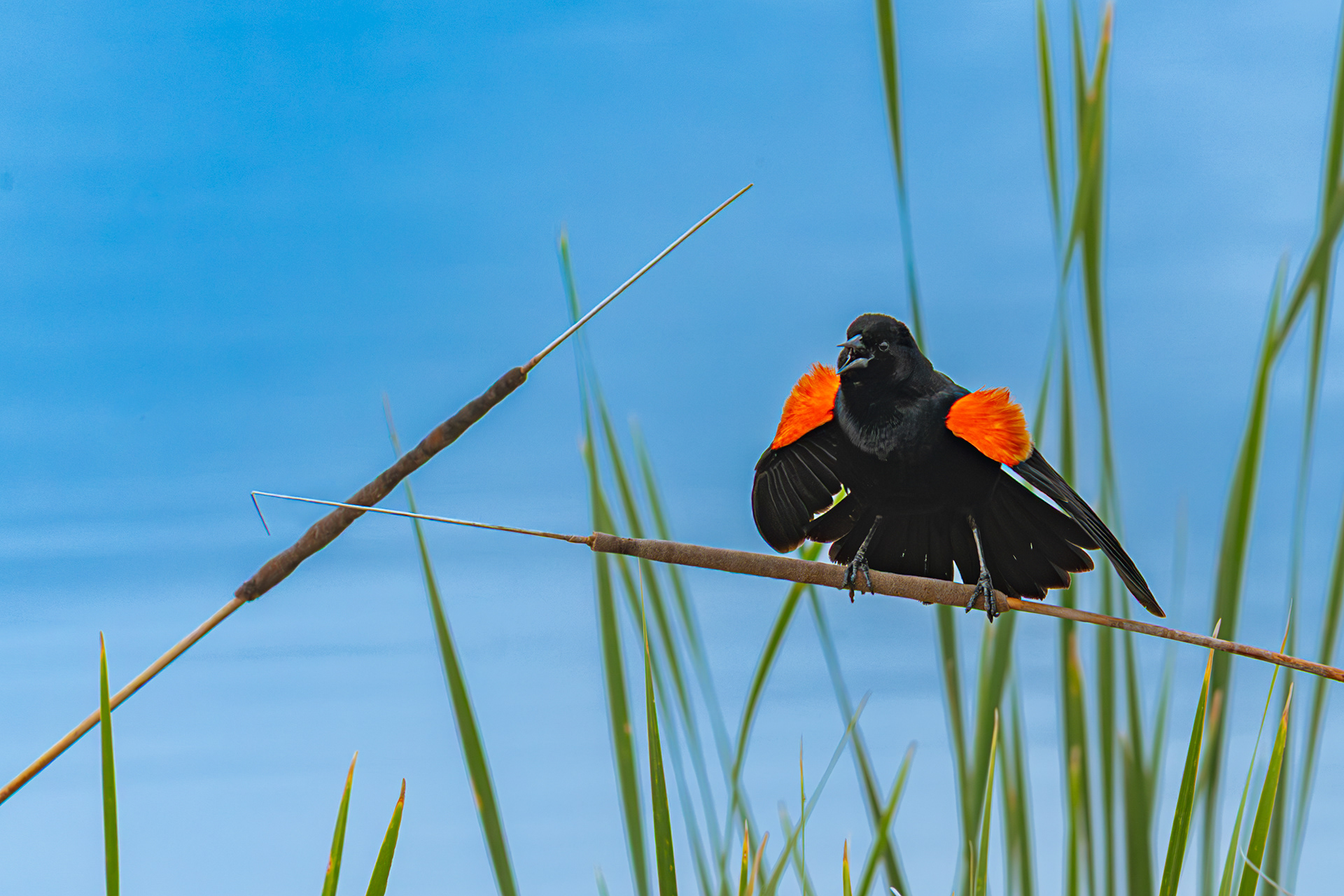 Red-winged Blackbird in Mae Simmons Park, Lubbock, TX