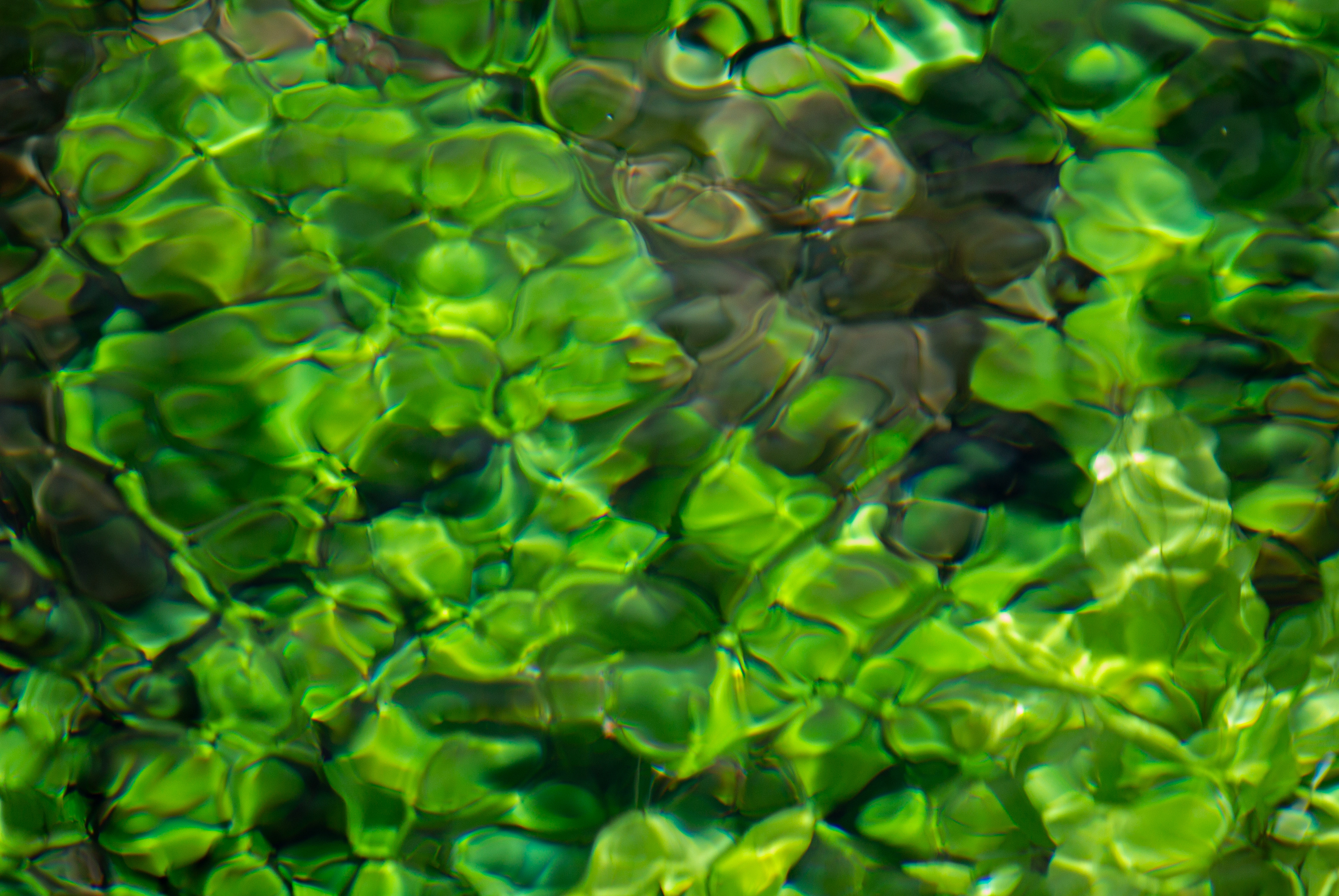 Underwater, Giant Springs State Park