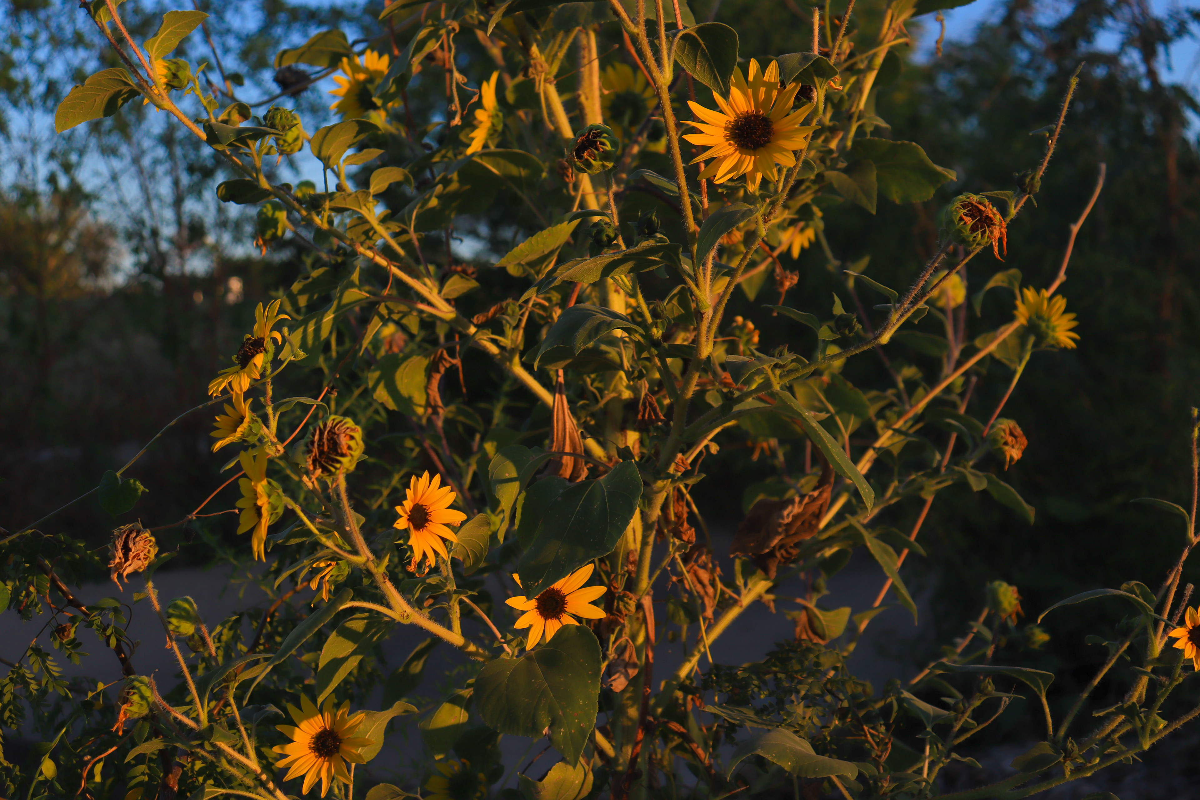 Wild Sunflowers, Maxey Park, Lubbock, TX