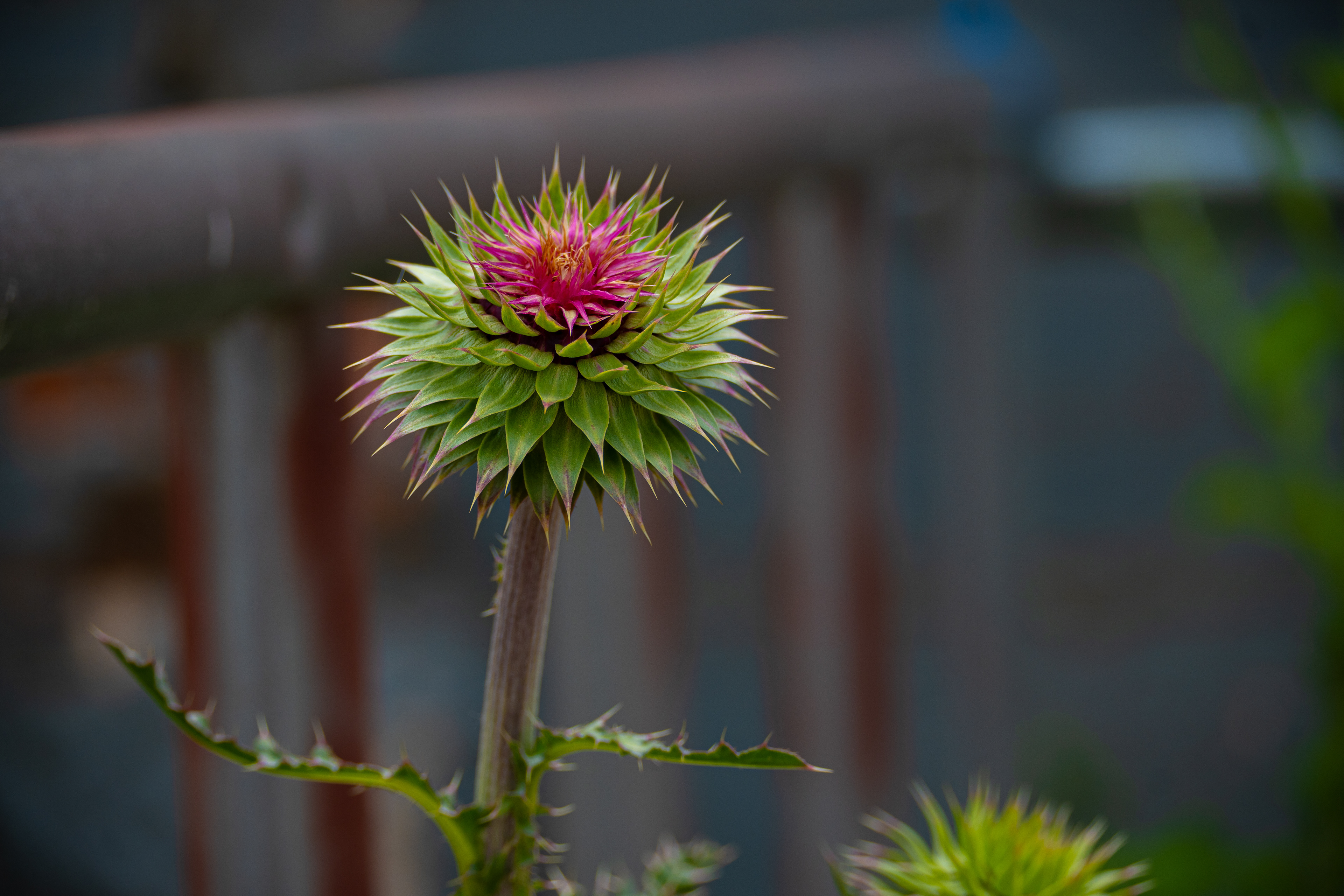 Texas Thistle, Downtown Lubbock, TX