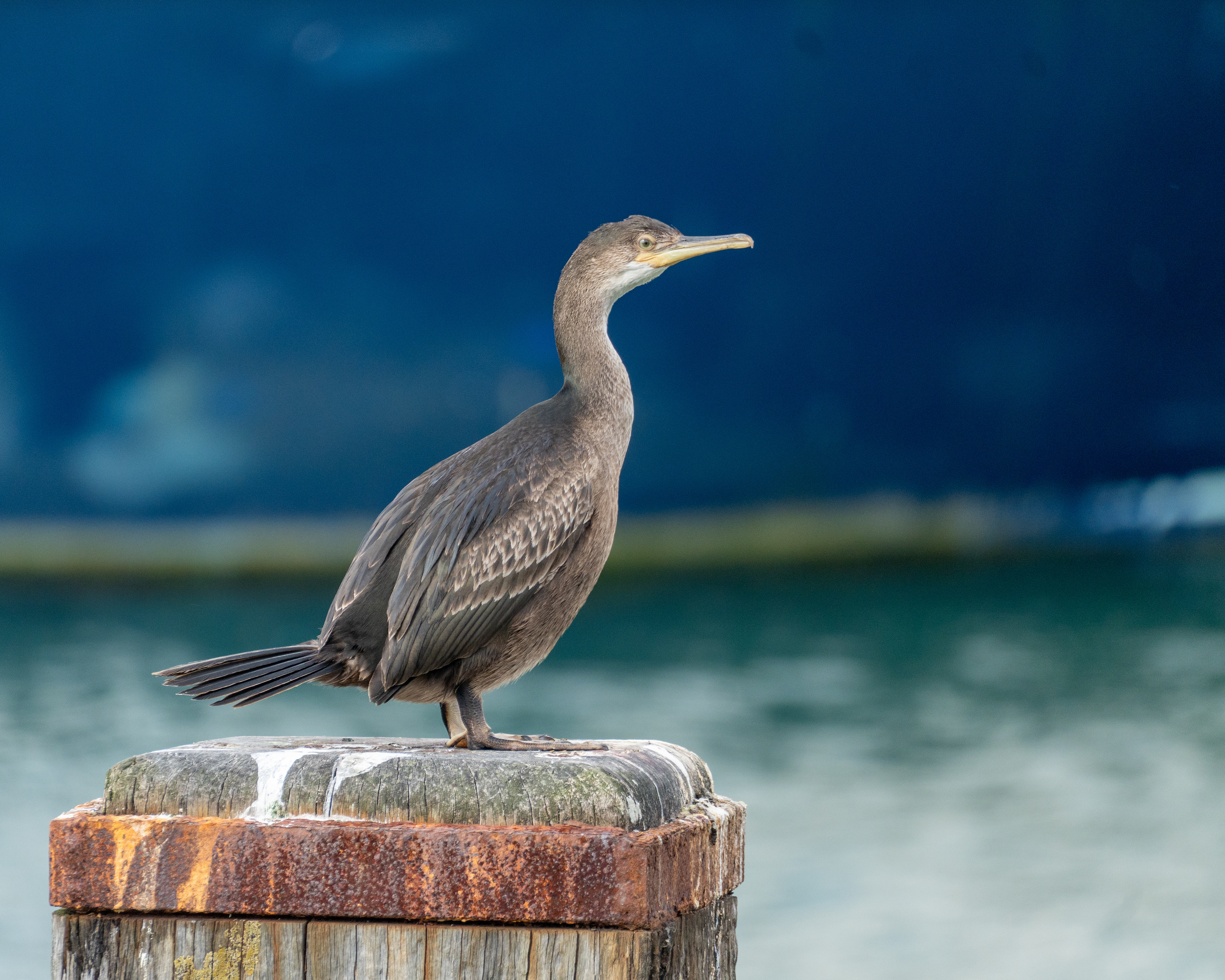 Shag, Weymouth Harbour
