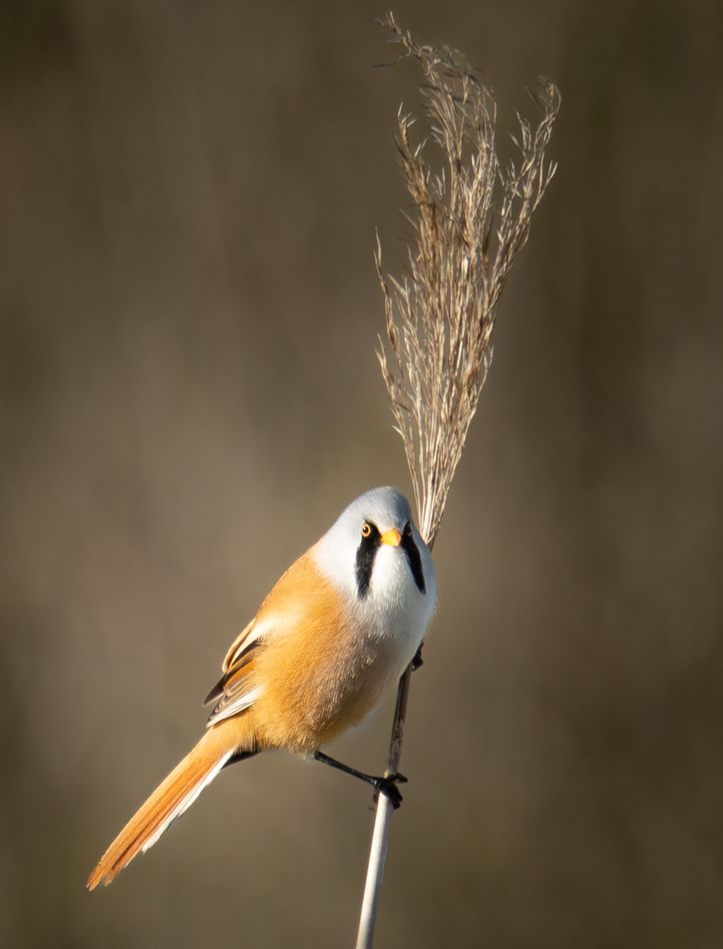 Bearded Tit, RSPB Radipole
