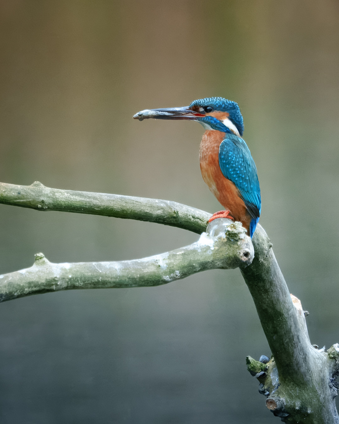 Kingfisher, Rye Meads