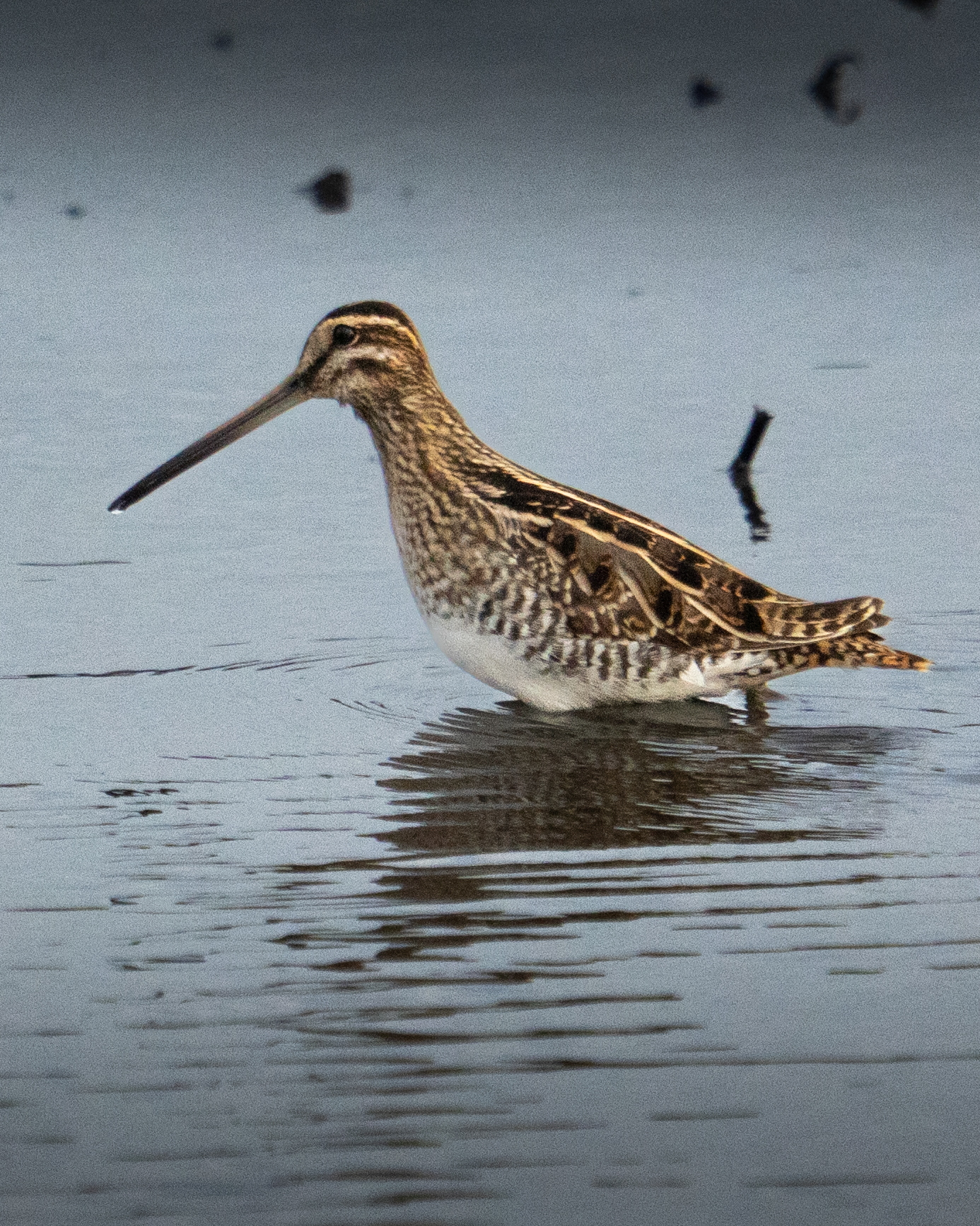 Common Snipe, RSPB Lodmoor