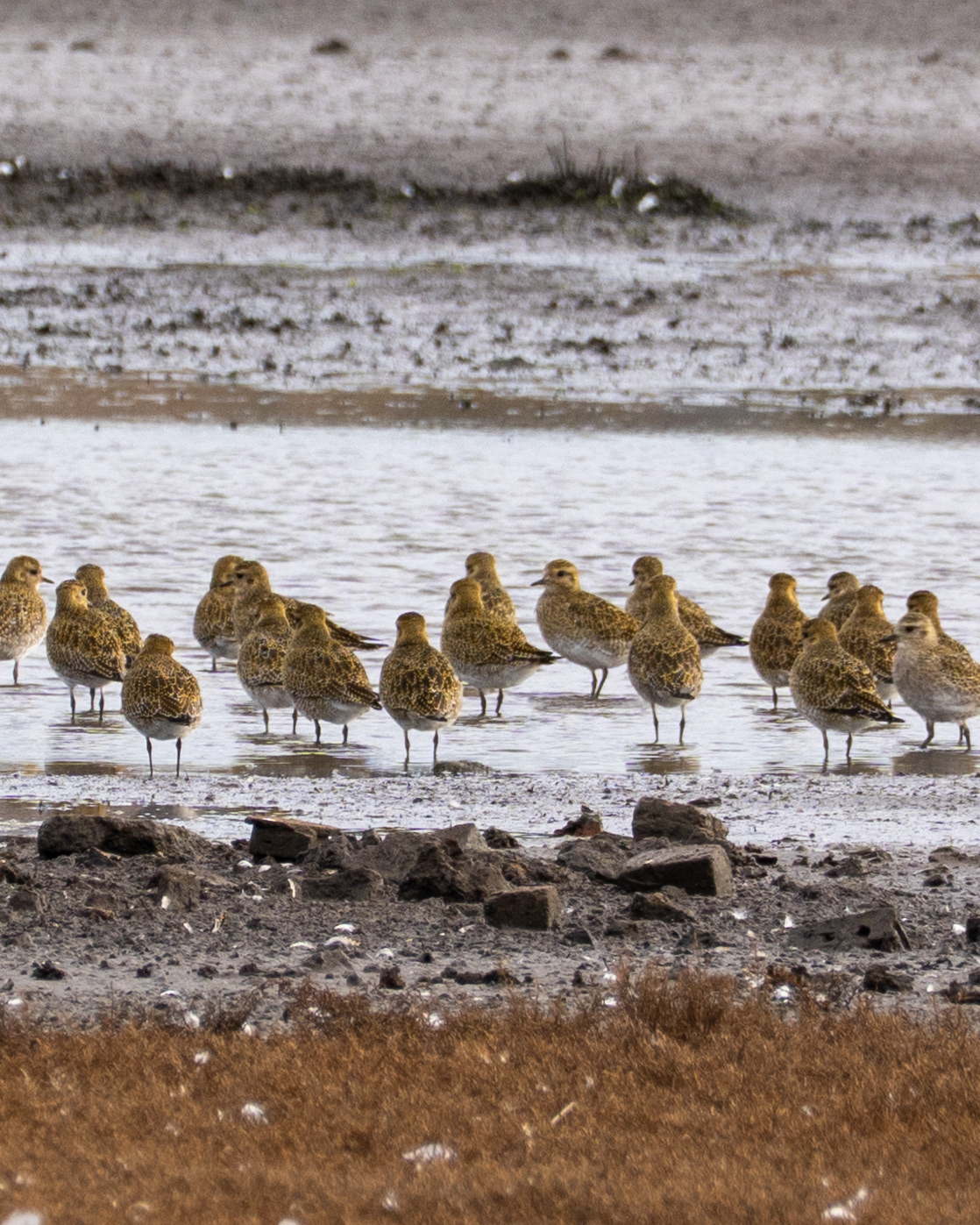 Golden Plover, RSPB Lodmoor