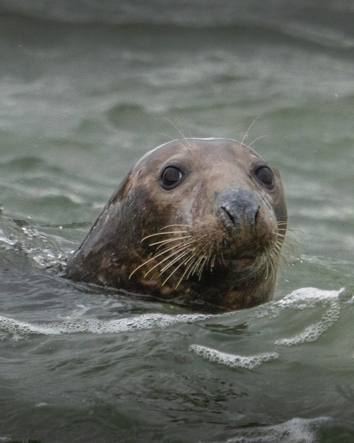 Grey Seal Portland Bill