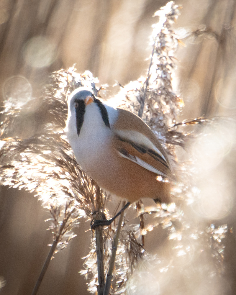 Bearded Tit RSPB Radipole Lake