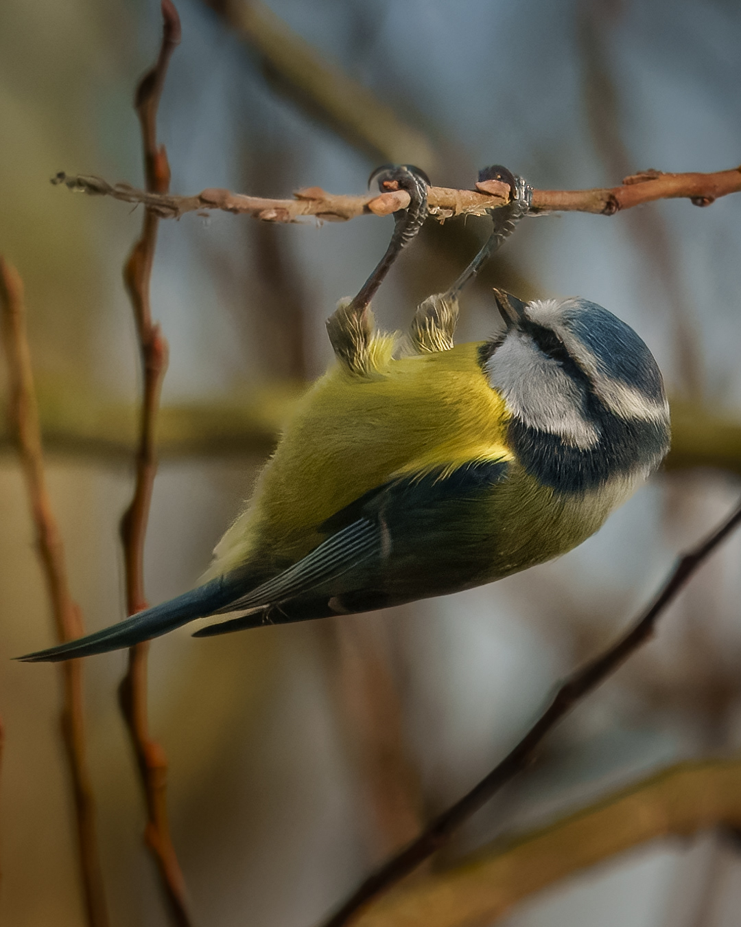 Blue Tit, RSPB Radipole Lake