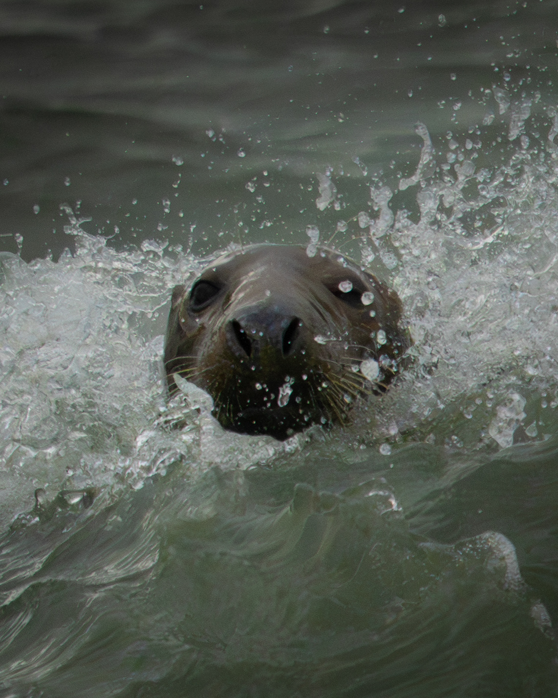 Grey Seal Portland Bill