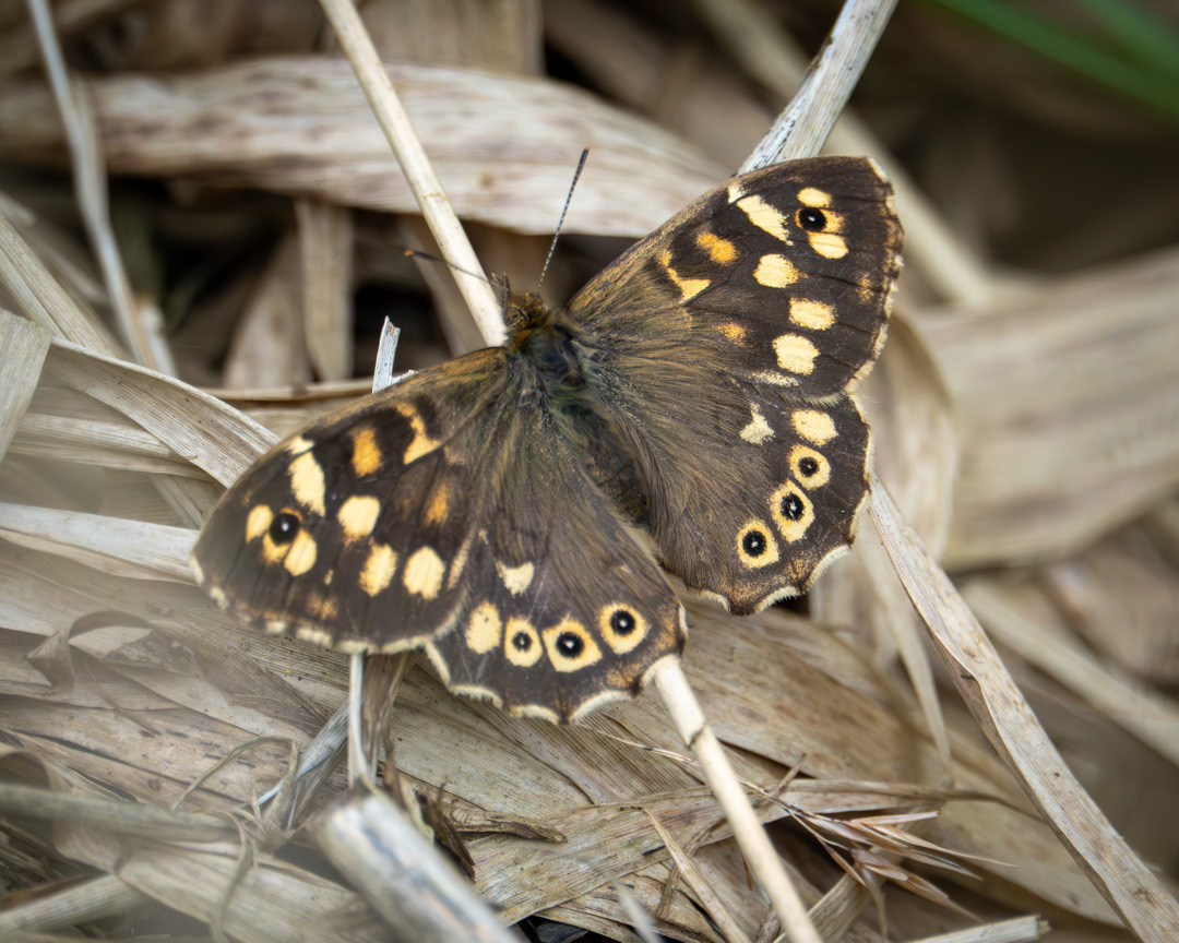 Speckled Wood, Radipole