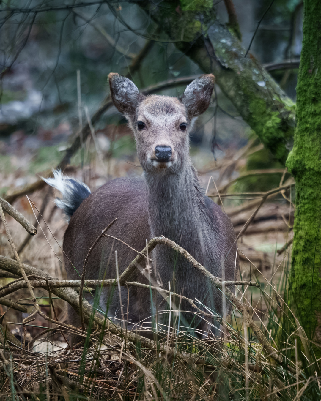Sika Deer, Arne