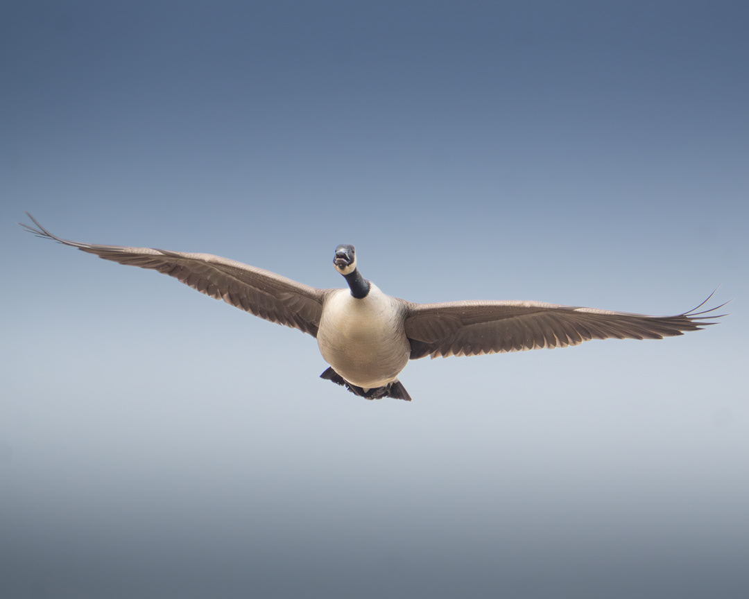 Canada Goose, RSPB Lodmoor
