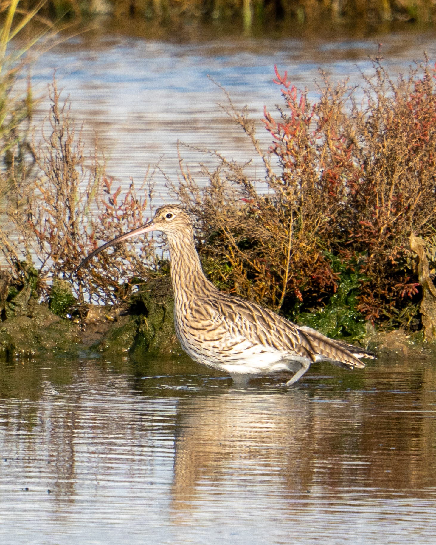 Curlew, RSPB Lodmoor