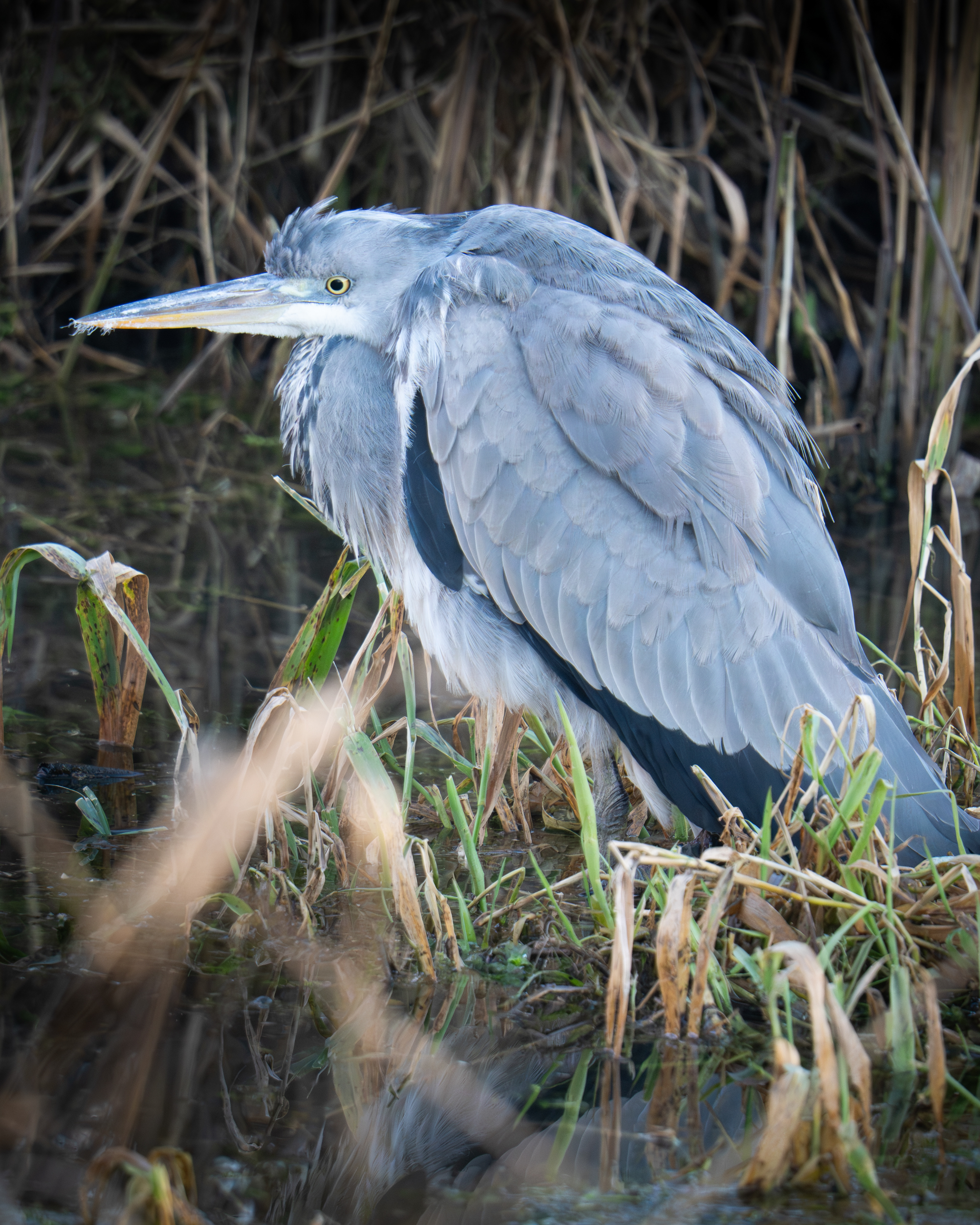 Grey Heron, RSPB Radipole Lake
