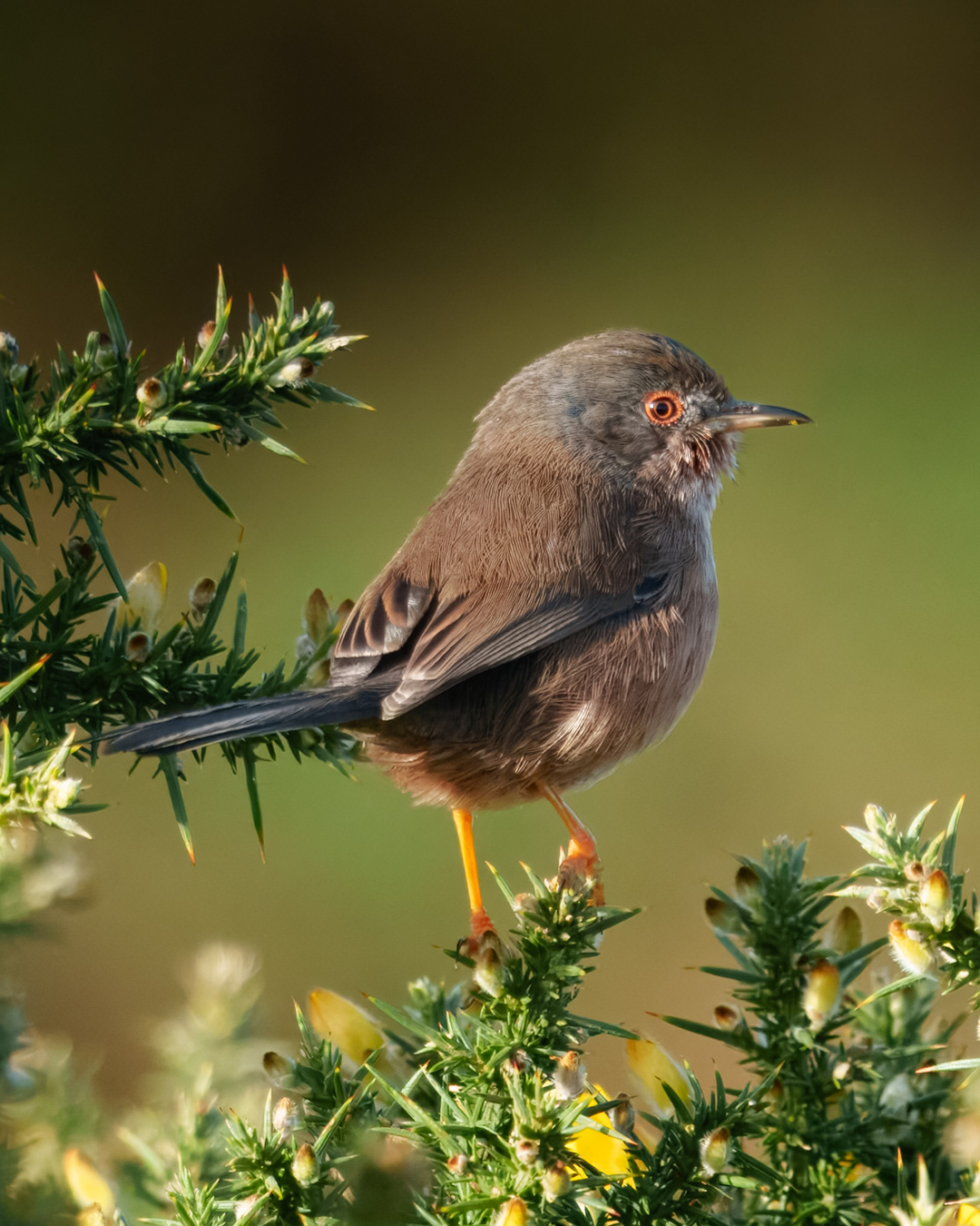 Dartford Warbler, Winfrith Heath