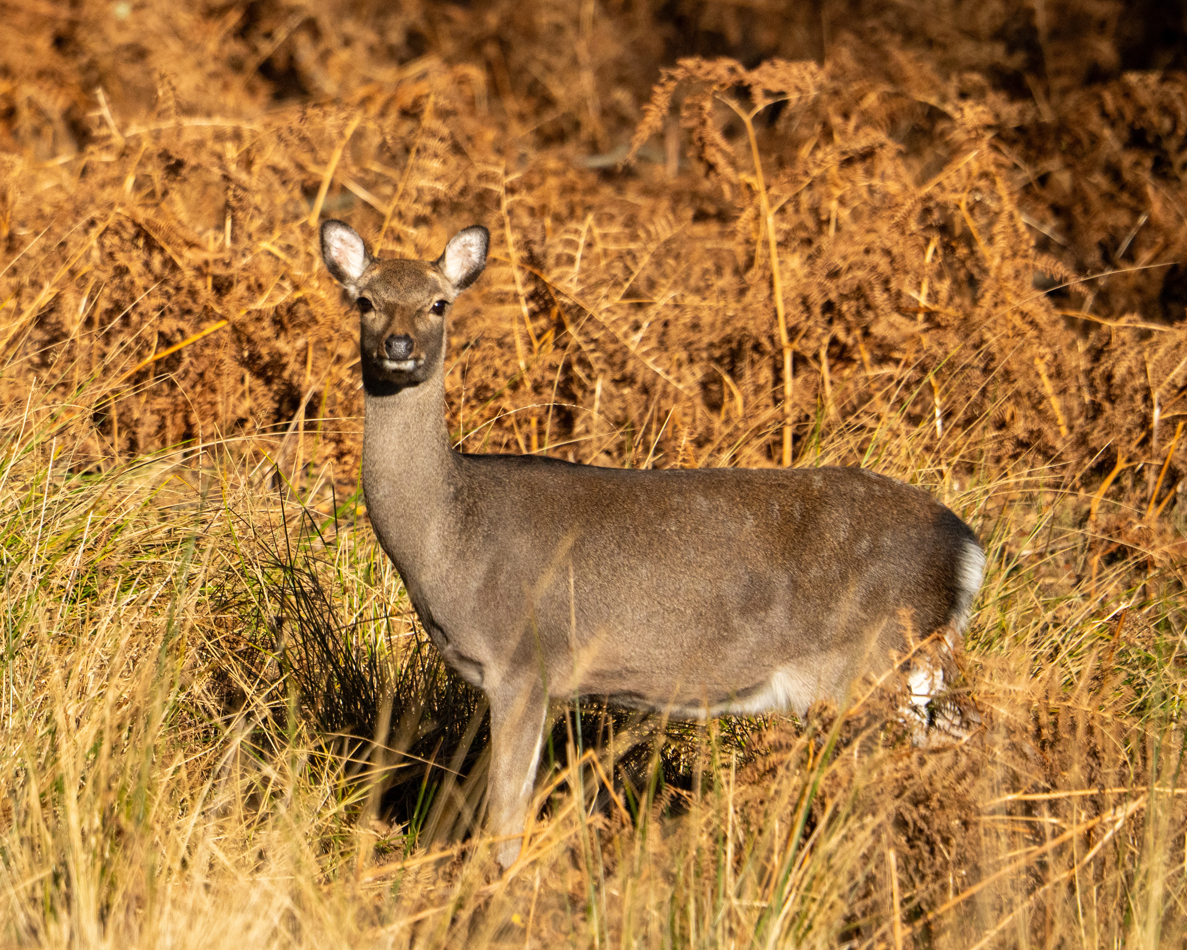 Deer RSPB Arne