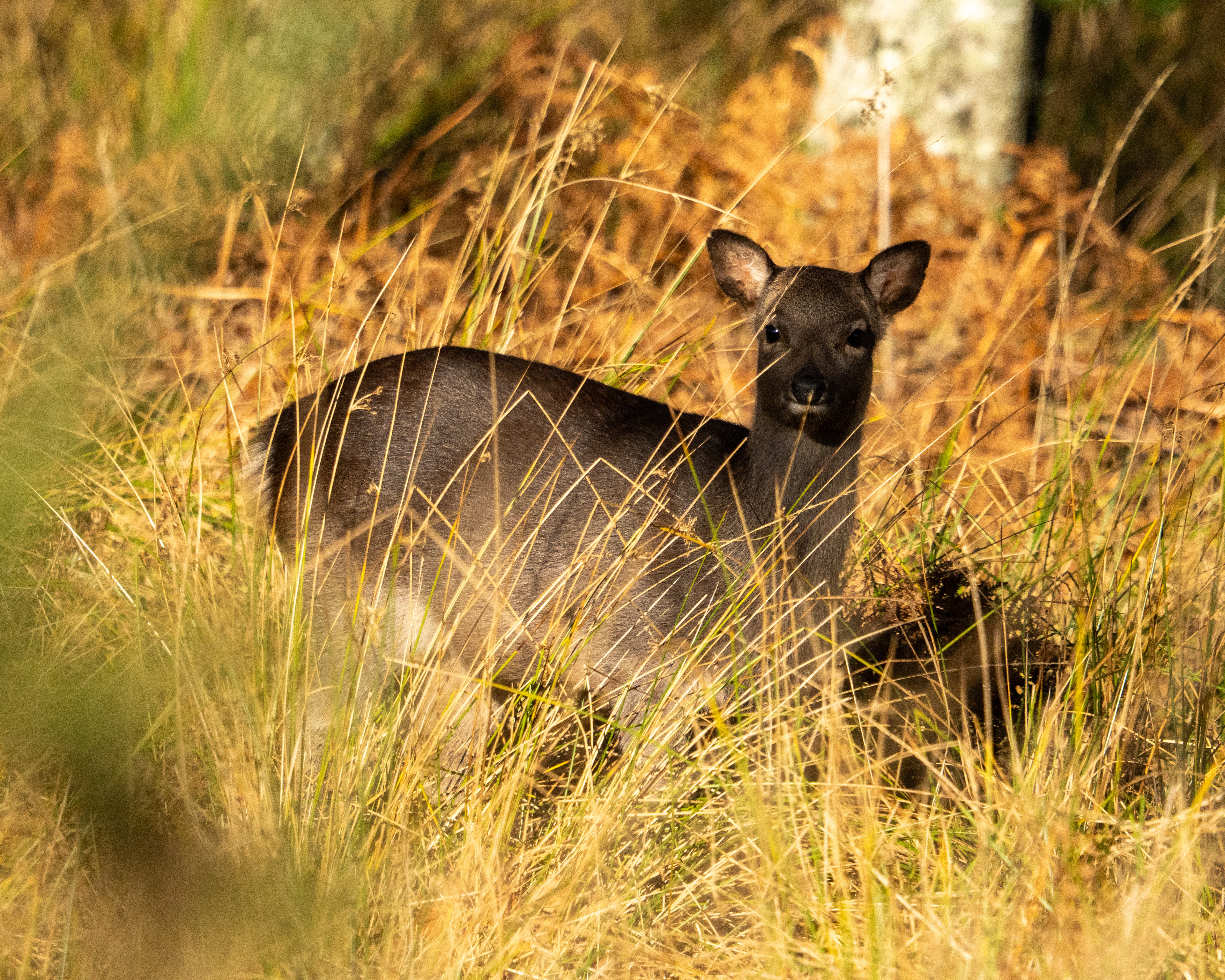 Deer RSPB Arne