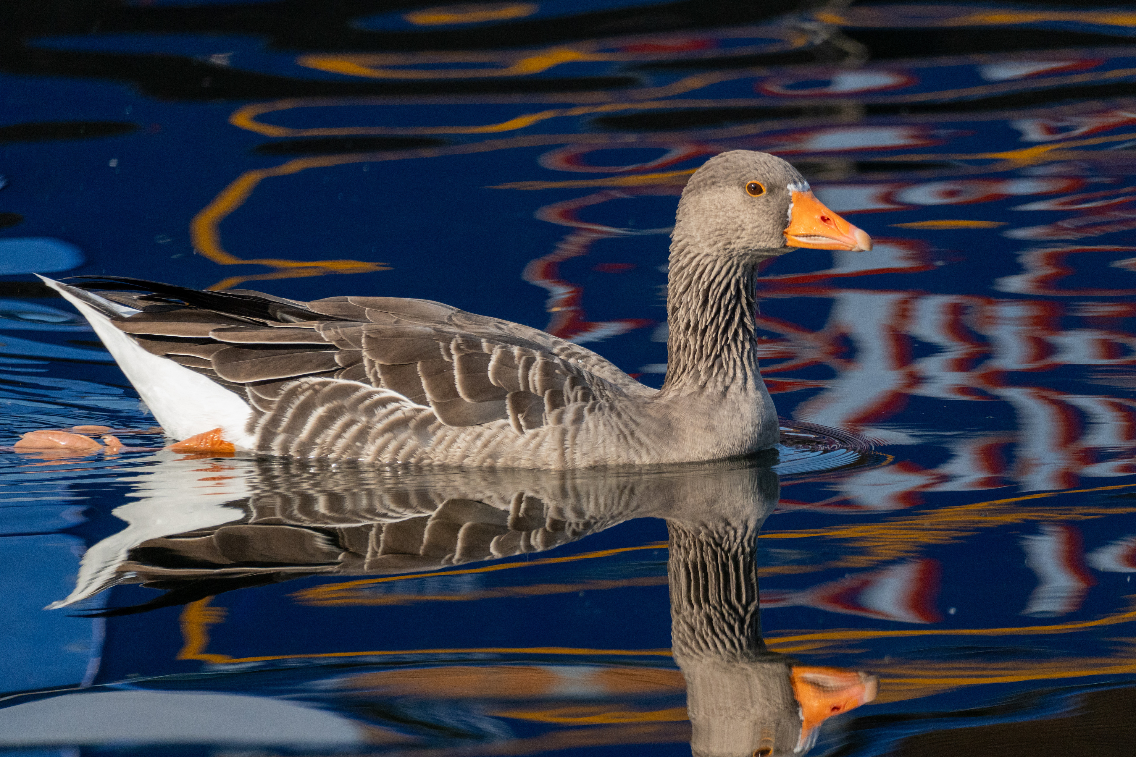 Greylag Goose, Roydon Essex