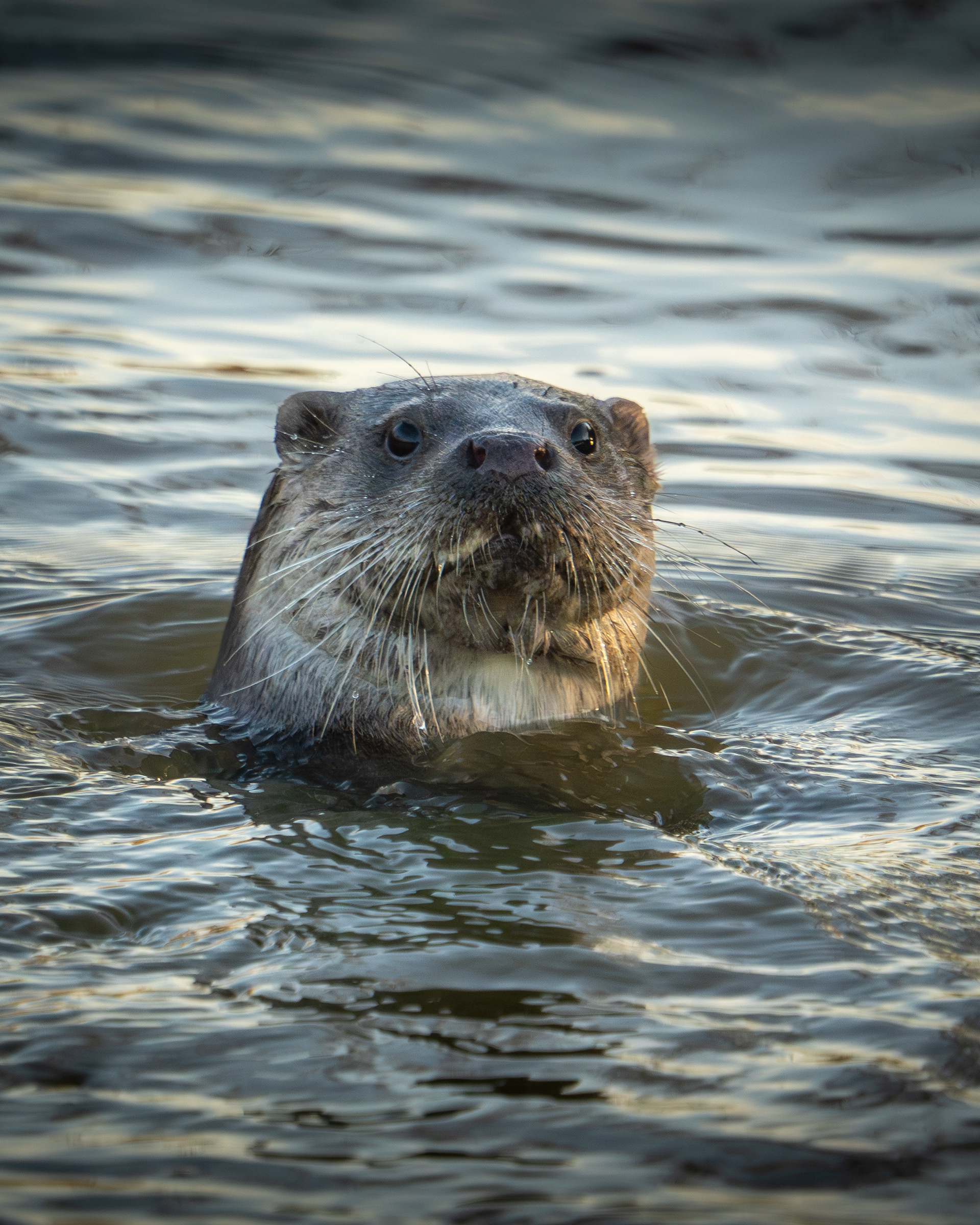 Otter RSPB Radipole Lake