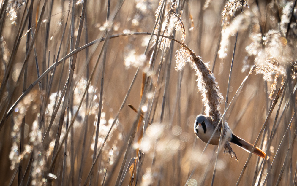 Bearded Tit RSPB Radipole Lake
