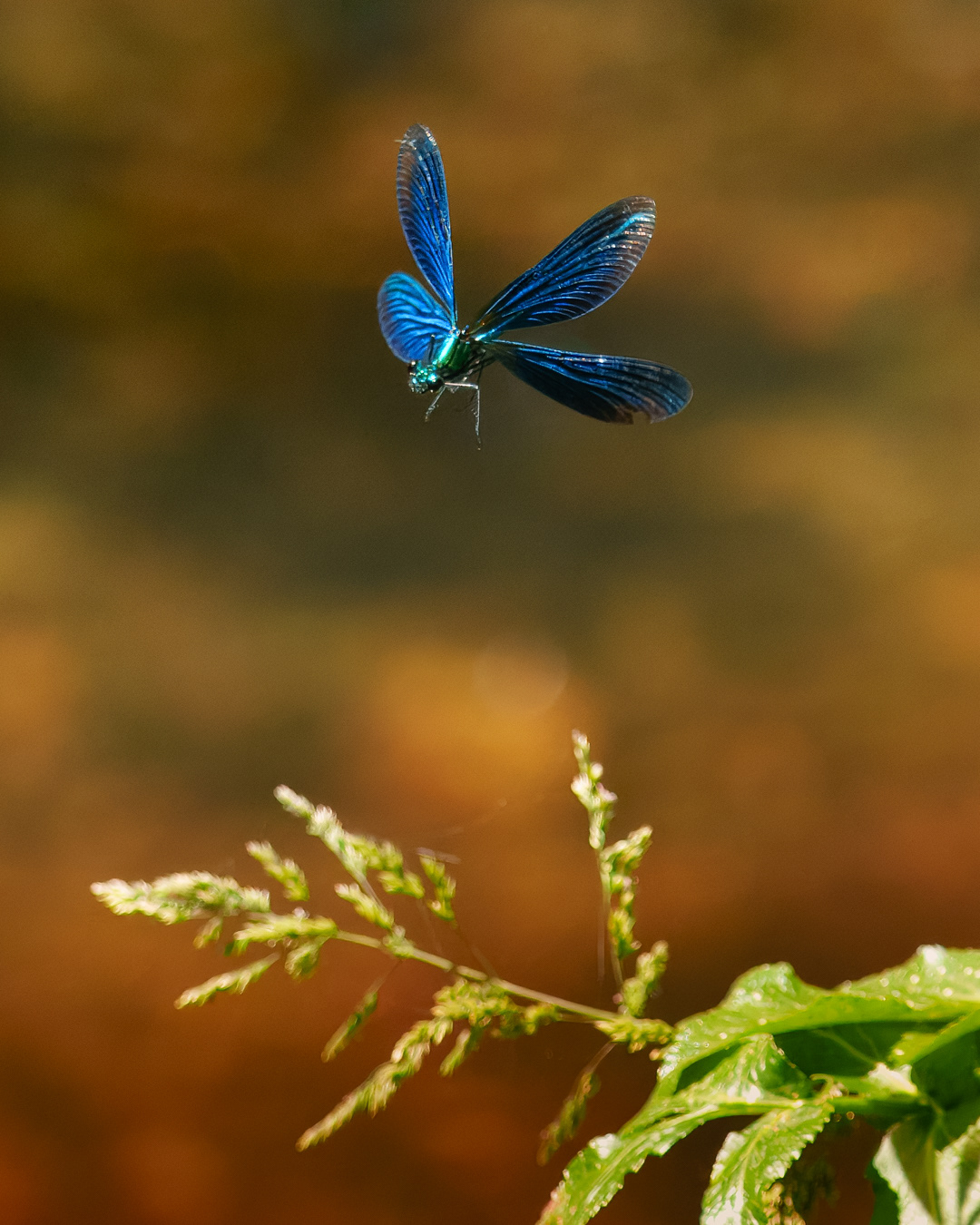 Male Demoiselle, Kingcombe