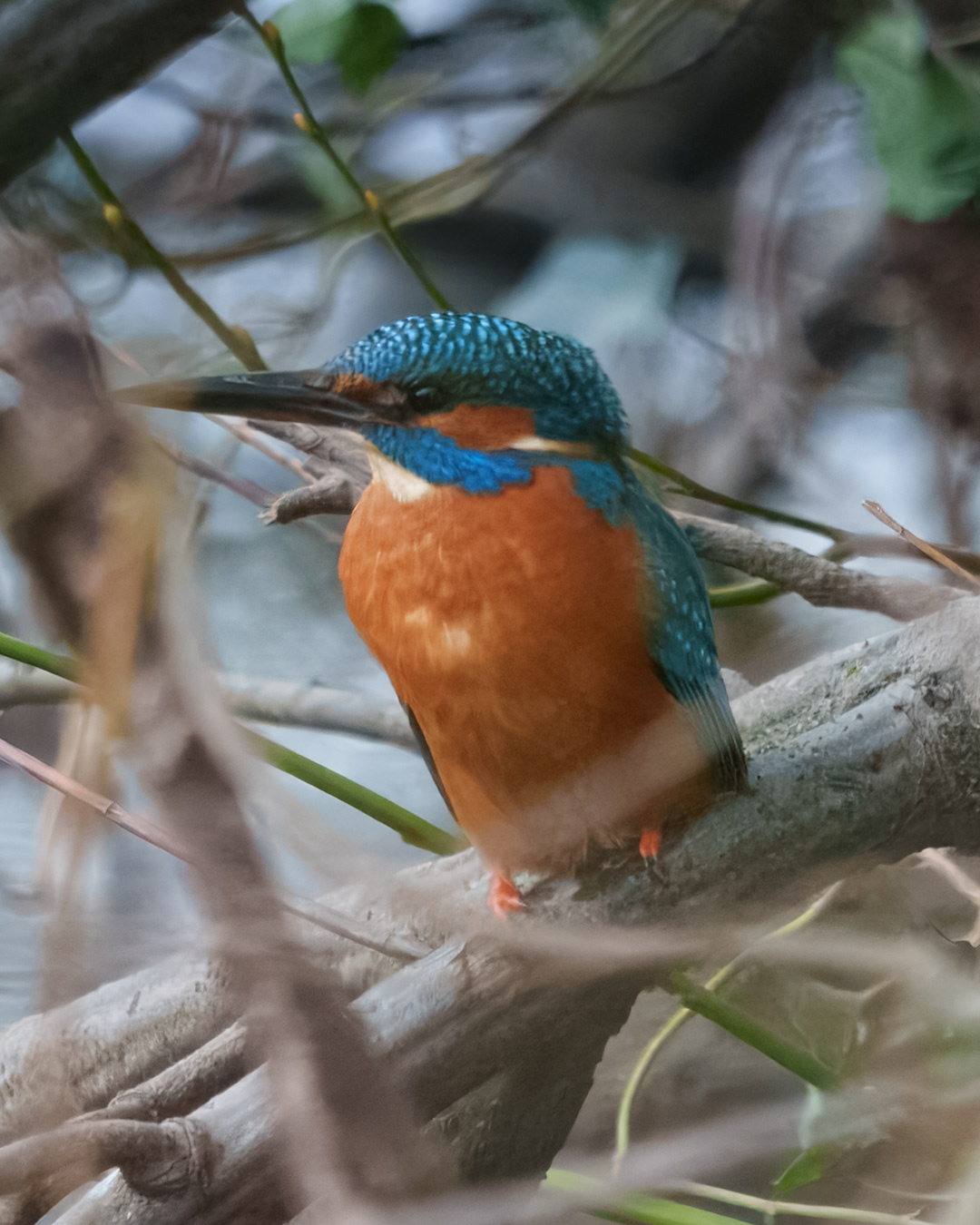 Kingfisher, Blandford Forum
