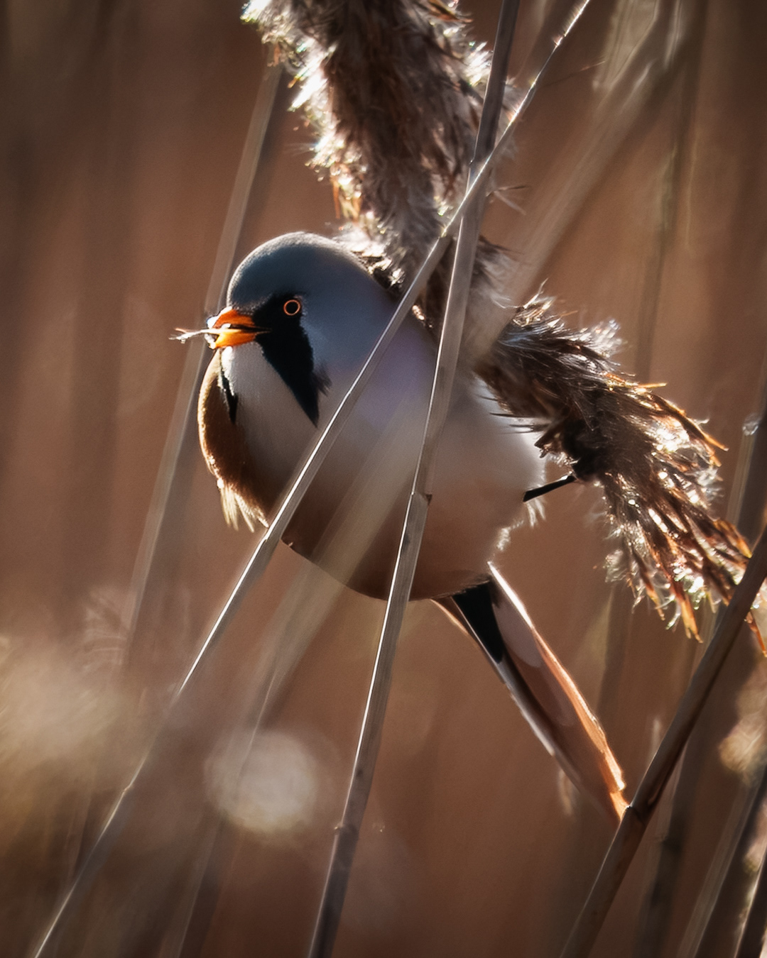 Bearded Tit RSPB Radipole Lake