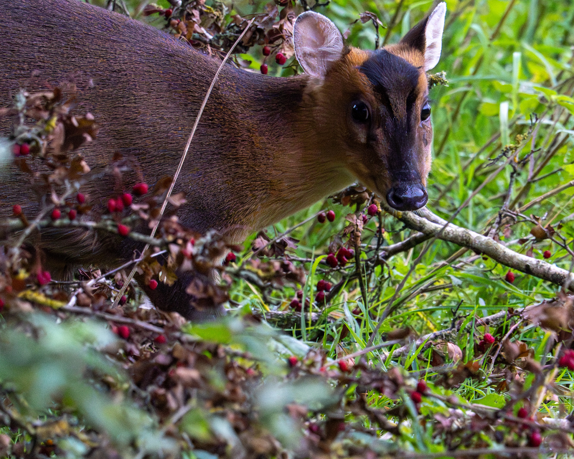 Muntjack RSPB Rye Meads