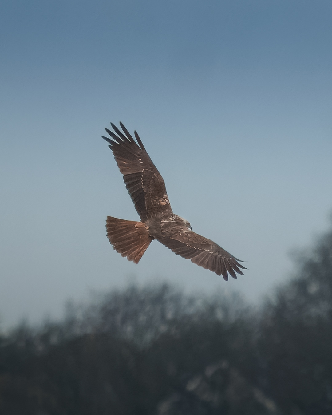 Marsh Harrier, RSPB Lodmoor