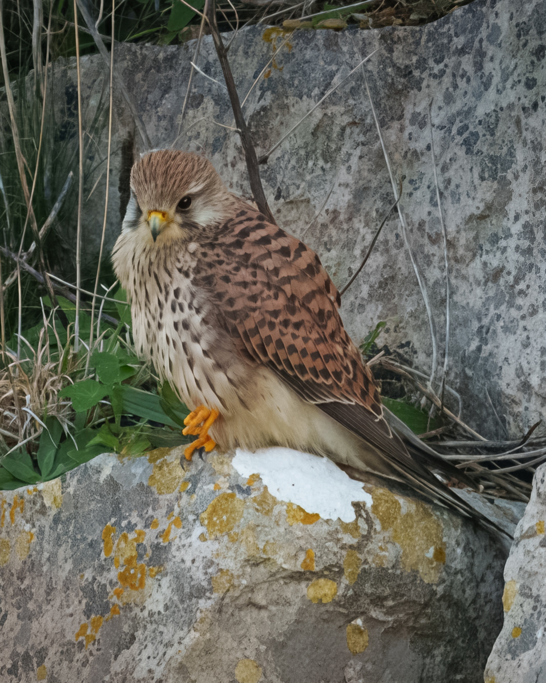 Kestrel Portland, Dorset