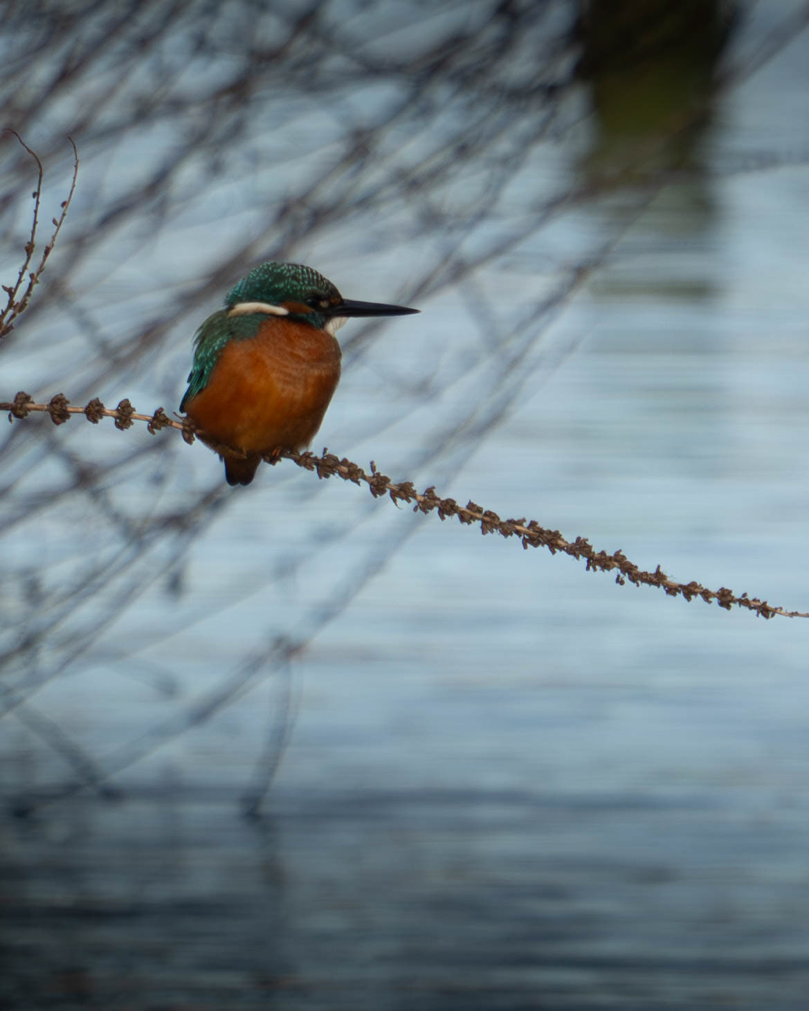 Kingfisher, RSPB Radipole Lake