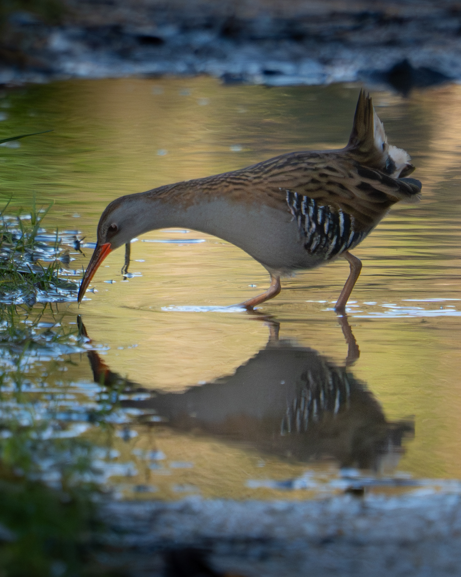 Water Rail, RSPB Radipole