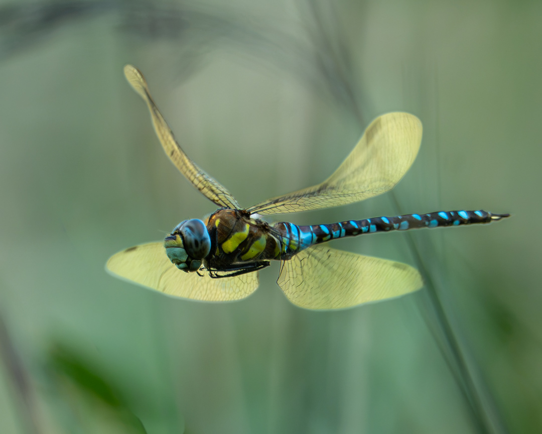 Emperor Dragonfly