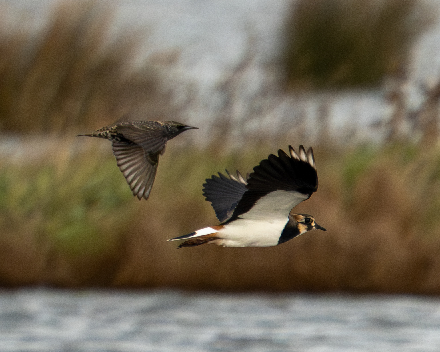 Lapwing and Starling, RSPB Lodmoor