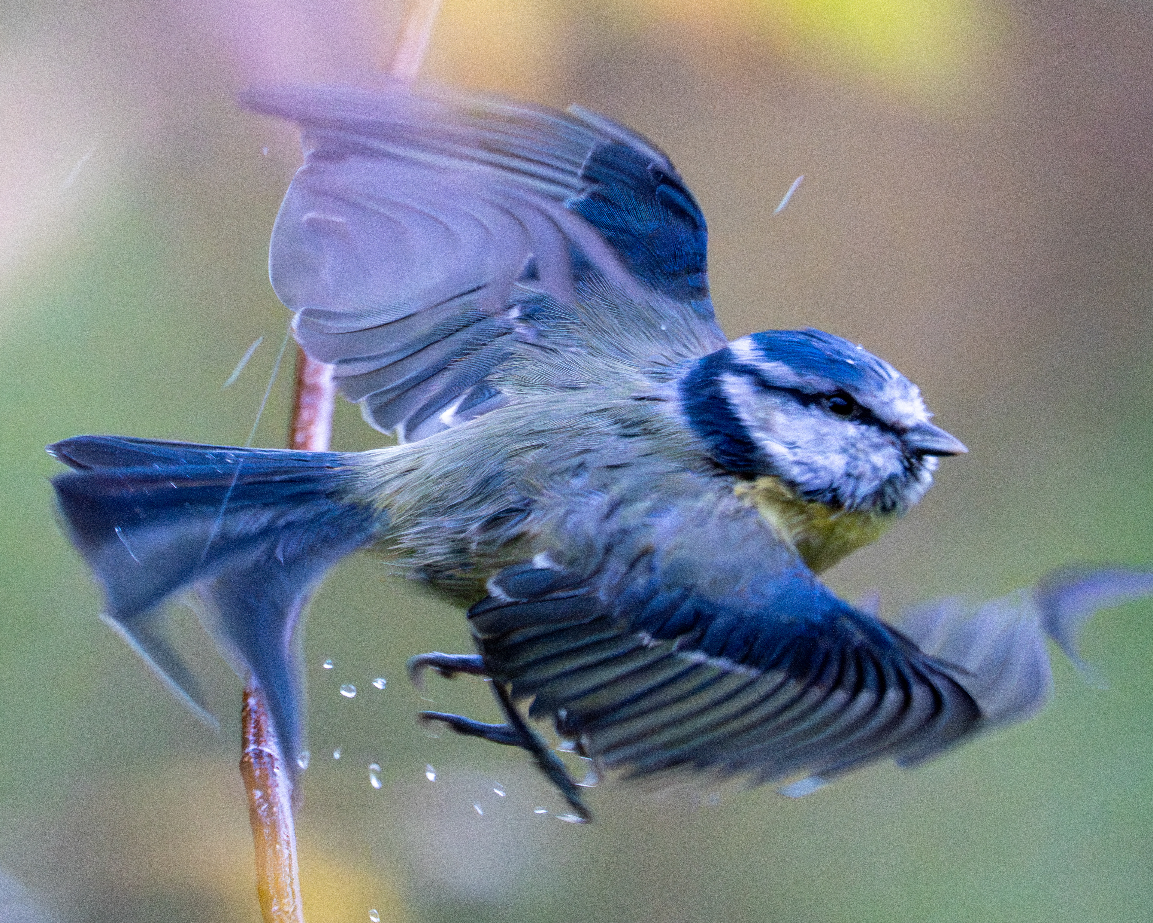 Blue Tit, Kingcombe Dorset