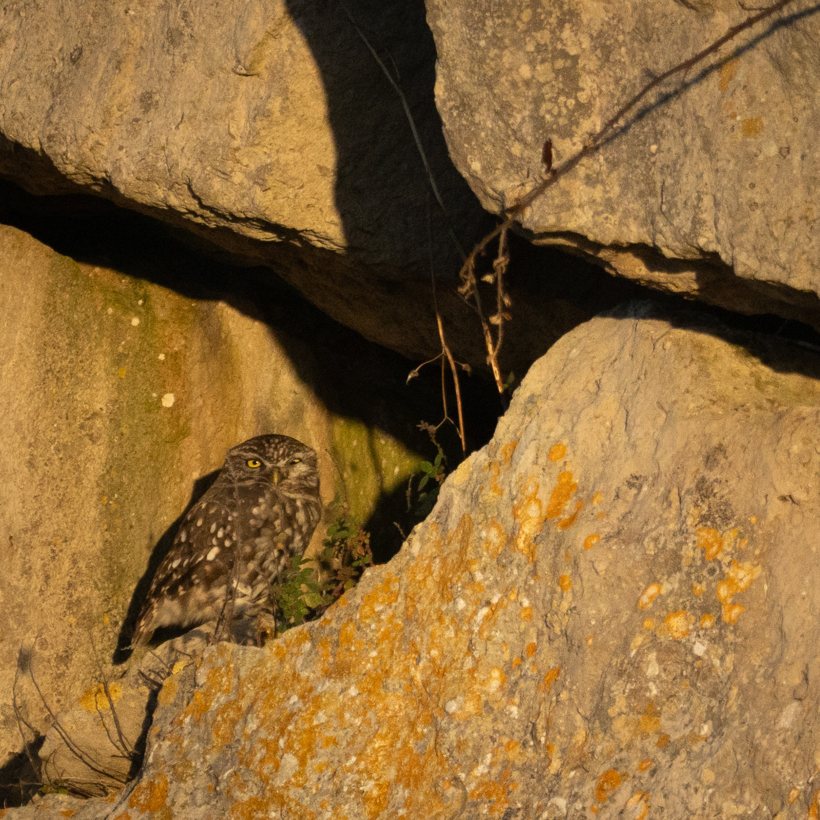 Little Owl, Portland